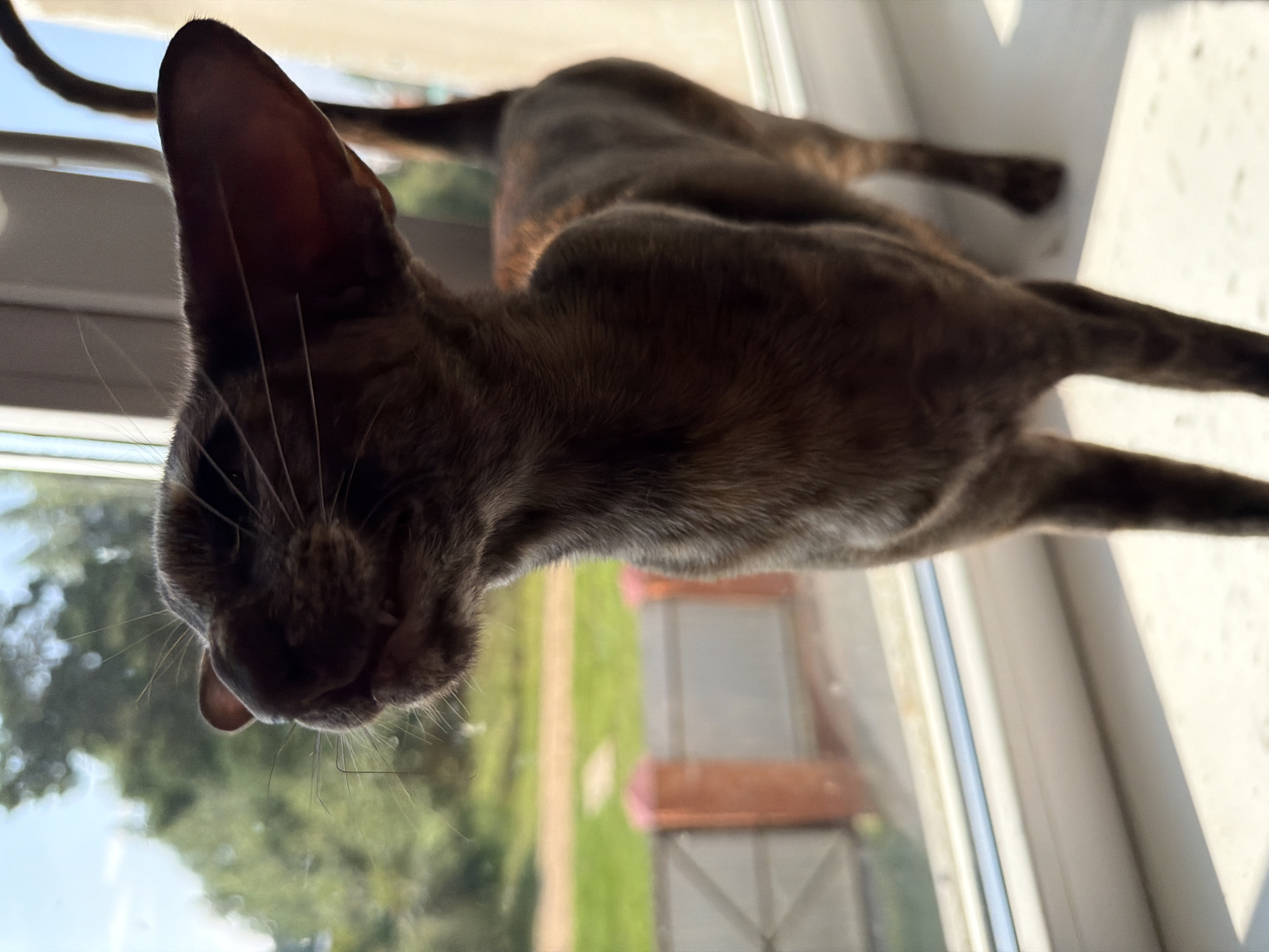 The image shows a close-up of a slender, brindle-colored cat with large ears standing on a windowsill. The cat is looking out a window, with its head tilted slightly upwards. The background outside the window is blurred but appears to be a green, outdoor scene with trees and a fence. The windowsill is white and catches a strong light, casting a shadow. The scene is indoors, likely in a residential setting. There are no people visible in the image. The location is not specified within the image itself, nor is there any information to suggest it is in Chaikovsky, Russia.