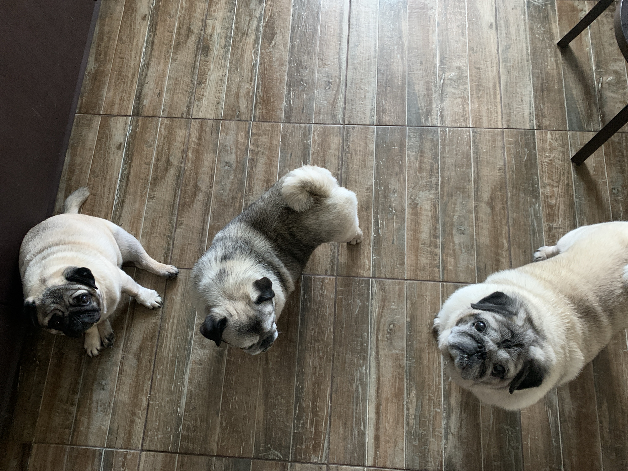 Three pugs are positioned on a wooden tiled floor. One fawn-colored pug is lying down in the upper portion of the image, facing towards the left. Below it, a fawn and grey pug is standing, facing away from the camera and looking downwards. The third pug, also fawn and grey, is in the lower part of the image, looking upwards at the camera. The background is dark and out of focus. There is no indication of a city or specific location in the image.