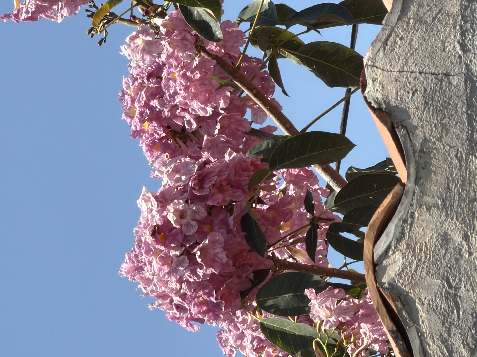 A close-up, low-angle shot showcases a cluster of pink Tabebuia rosea flowers in full bloom, set against a clear, blue sky. The blossoms are densely packed, with a mix of light and dark pink hues, and a few yellow centers are visible. Several green leaves are interspersed among the flowers. To the right, a portion of a rough, textured concrete structure with a rusty-colored crevice is present. This image was likely taken in Cuautla, Mexico, given the prevalence of these trees in the region.