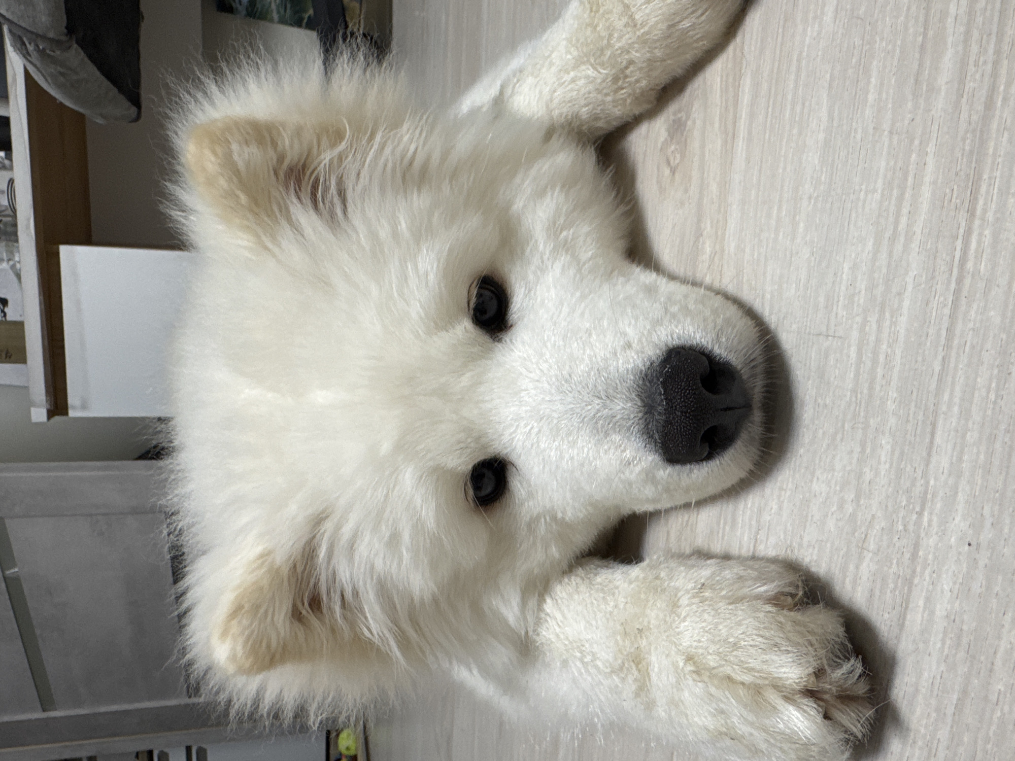 A white Samoyed dog lies on a light-colored wooden floor. The dog's head is positioned at the center of the image, facing the viewer. Its two front paws are stretched out. The background includes furniture. There is no indication of Chaikovsky, Russia.