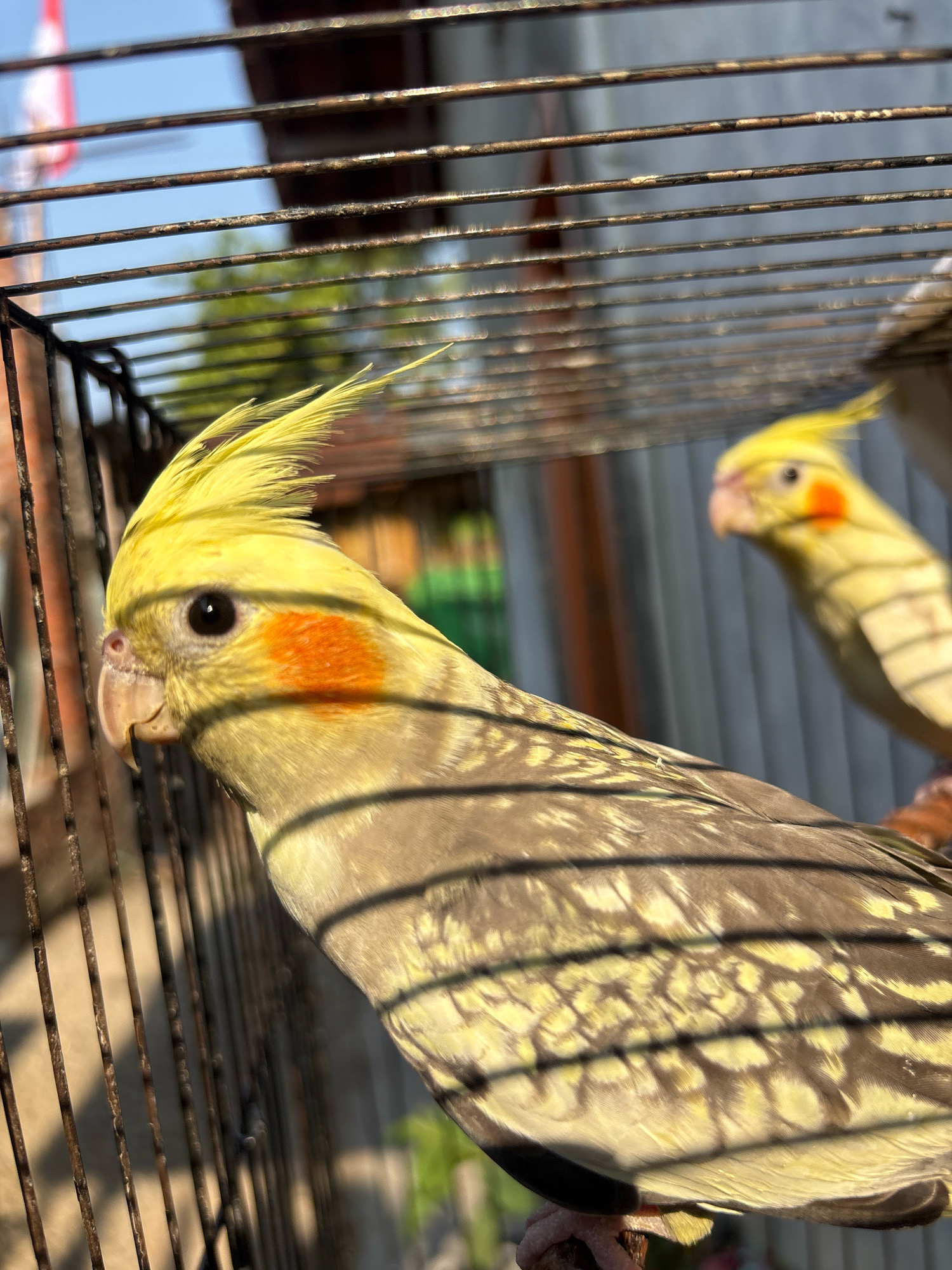 The image shows two cockatiels inside a bird cage, with one bird in sharp focus in the foreground and another out of focus in the background. The foreground cockatiel is facing left, revealing its profile. It has a yellow crest, black eye, and orange cheek patches. Its body is a mixture of grey and yellow feathers. The cage bars cast shadows across the birds and the surrounding environment. The background appears to be an outdoor setting with sunlight filtering through the cage and illuminating the scene. A blurry structure, possibly a building or fence, and some greenery are visible behind the cage. The image was taken outdoors, likely during the day, with bright sunlight. The location is identified as Bandasari, Indonesia, though this specific detail is not visually evident in the image itself.