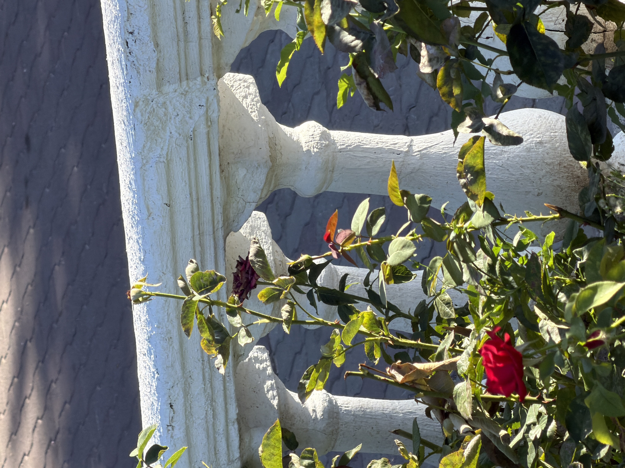 This is a close-up, eye-level, outdoor, vertical shot of rose bushes in front of a white, textured stone balustrade. The balustrade has decorative pillars and a thick railing. Behind the balustrade, a textured, dark gray wall or surface with a repeating pattern is visible. The top of the frame shows a shadowed, dark, textured roof. In the foreground, a single bright red rose is in bloom, accompanied by several buds and numerous green and some yellowing leaves, some of which are wilting. A few bare branches are also visible. The lighting suggests a sunny day, casting shadows from the balustrade onto the wall behind it and highlighting parts of the foliage. The scene appears to be in a garden or patio area.