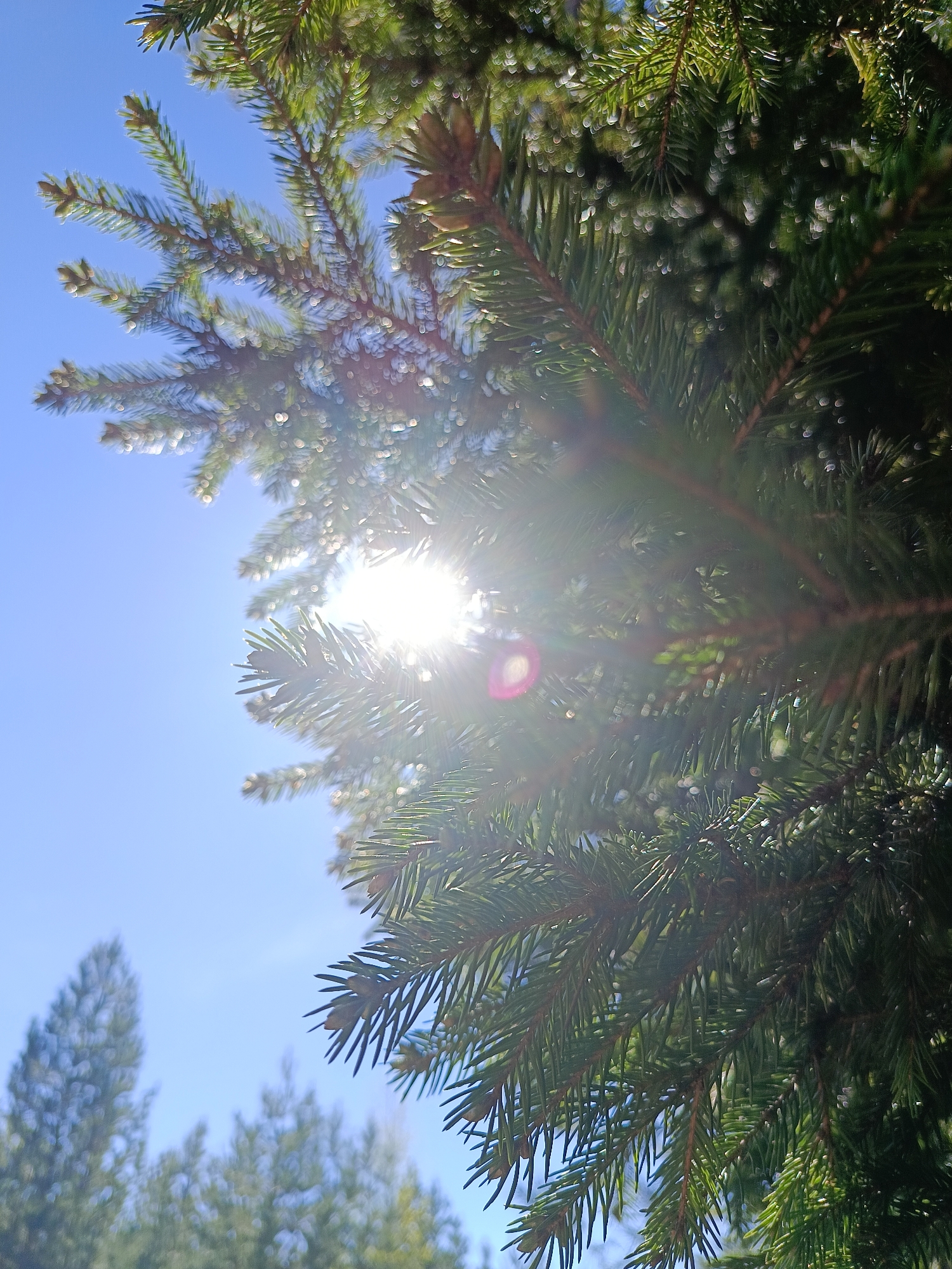 The image shows a close-up view of evergreen tree branches with needles and small cones against a clear blue sky. The sun is visible through the branches, creating a bright glare and lens flare. In the lower left corner, blurred trees are visible in the background. The location is stated as Chaikovsky, Russia, although this cannot be verified from the image. There are no people visible in the picture, and the main subjects are the tree and the sun.