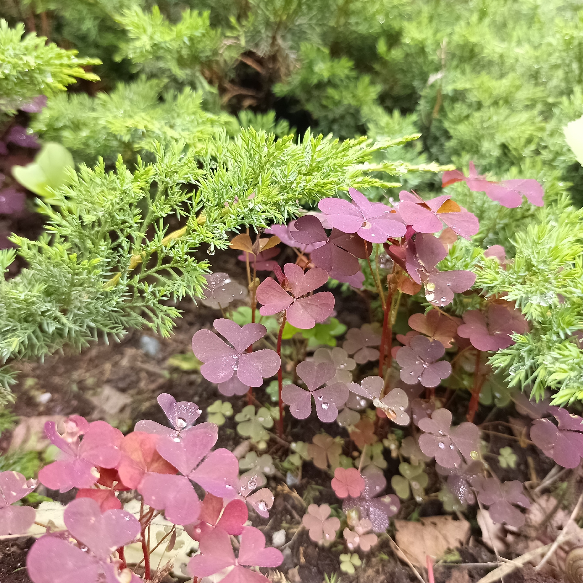 The image is a close-up, eye-level outdoor shot of a garden bed in Vladivostok, Russia. In the foreground, there are numerous small, heart-shaped leaves of plants with varying shades of purple and pink, some with dew drops visible. Behind the purple plants, a dense evergreen shrub with bright green, needle-like foliage occupies the upper portion of the image. The ground beneath the plants appears to be dark soil mixed with some fallen leaves. The lighting is soft and diffused, suggesting an overcast day or shade. There are no people or animals present in the scene.