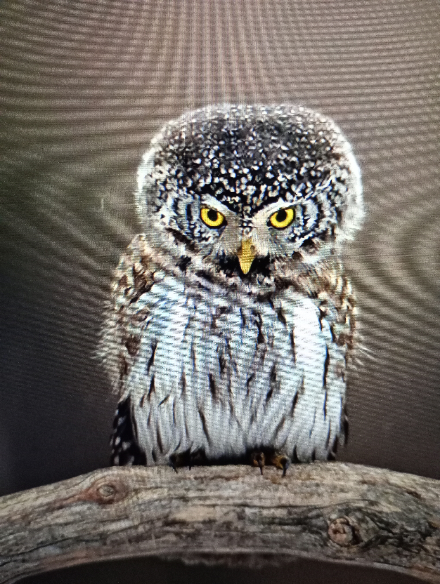 A close-up, head-on, medium shot captures a small owl with bright yellow eyes perched on a weathered branch. The owl's head is tilted slightly, and its chest is puffed out, giving it a stern expression. Its plumage is a mottled pattern of grey, white, and brown, with a flecked texture on its head and distinct dark barring on its chest. The background is a muted, out-of-focus brown, suggesting a natural environment. The branch is textured and appears to be made of wood. There are no people visible in the image, and the location is not specified as Harmanli, Bulgaria.