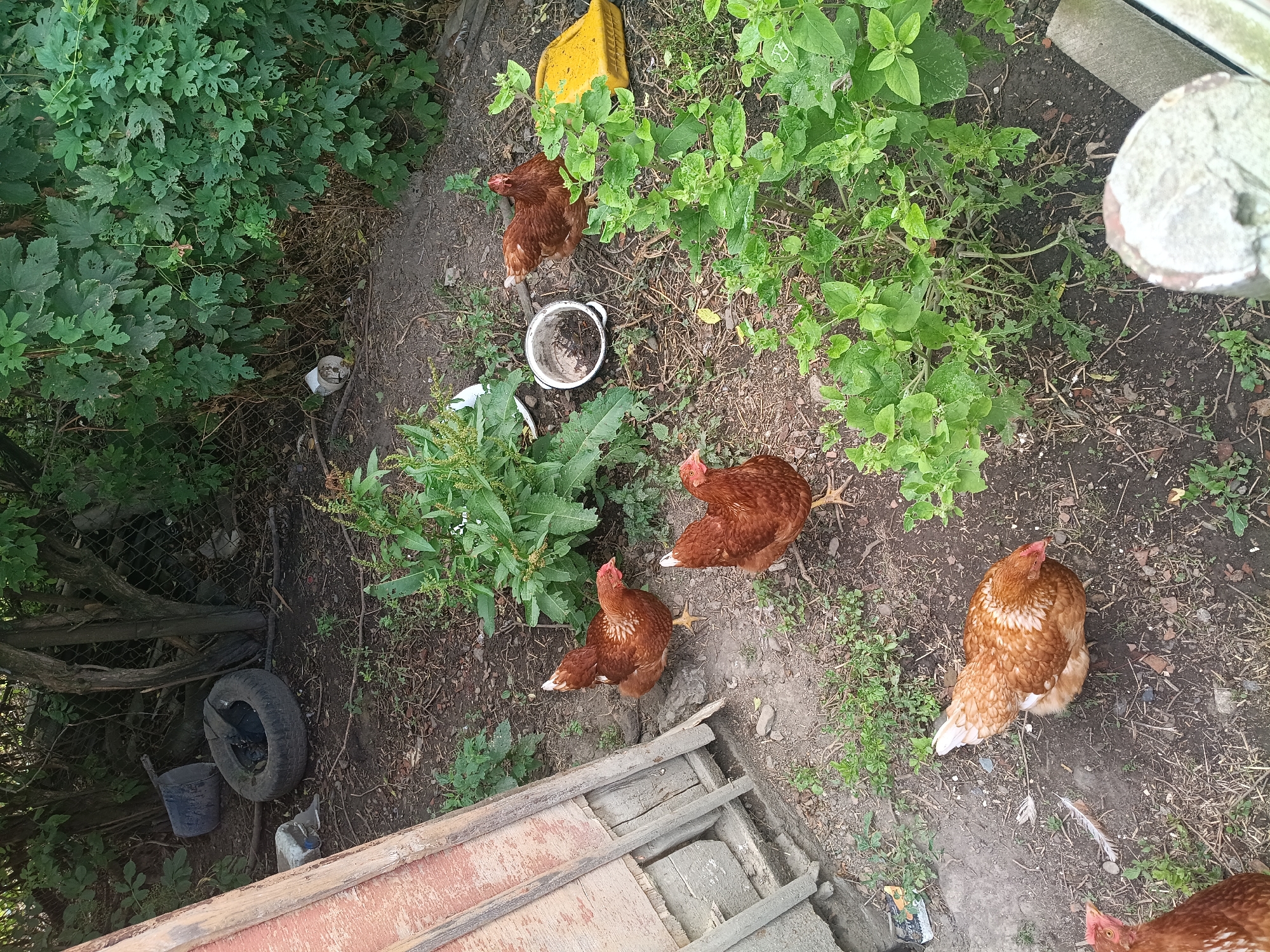 In an outdoor, unkempt environment that appears to be a backyard in Litynia, Ukraine, several brown chickens are visible on the ground amidst dirt, fallen leaves, and sparse vegetation. To the left, a portion of a wooden structure, possibly a fence or part of a shed, is present. Further to the left and background, a discarded tire and a blue bucket are visible. In the center of the image, a white pot containing dark soil sits on the ground. To the right of the pot, a yellow plastic container is present. Lush green foliage forms a dense background on the right side of the image, and a chain-link fence is visible behind it. The chickens appear to be foraging or resting. There are no people visible in the image.
