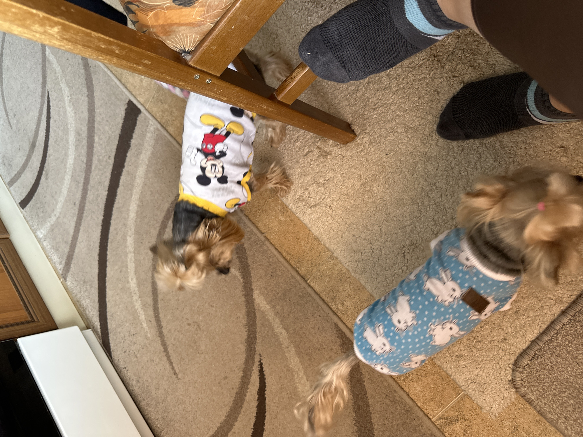 The image depicts a scene indoors, likely a home. Two small dogs are present, one wearing a Mickey Mouse shirt and the other a blue bunny-patterned shirt. A person's legs and feet, wearing socks, are visible in the upper right of the image. A wooden chair leg is visible. The background consists of a carpet with a linear pattern. The location is not discernible.