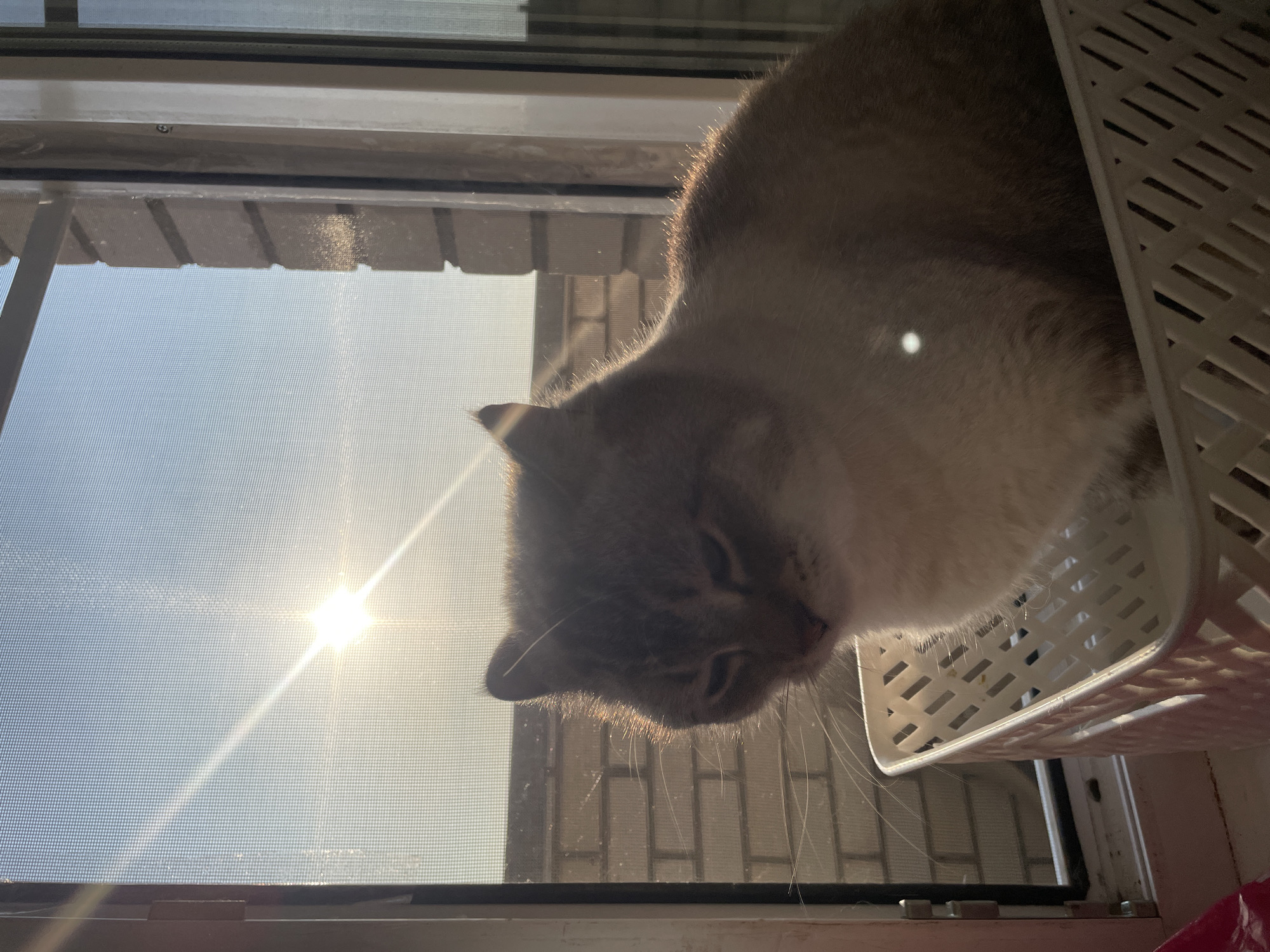 A domestic cat with light brown and white fur sits inside a white woven basket placed on a windowsill. The cat is facing slightly to the left, with its eyes partially closed. Sunlight streams through a window with a screen, casting a bright glare and illuminating the cat's fur with a golden hue. Outside the window, a brick wall is visible, suggesting an urban or suburban environment. The scene is likely captured in Votkinsk, Russia, given the location provided. The overall lighting suggests it is daytime, likely during sunrise or sunset due to the low angle of the sun and its intensity.