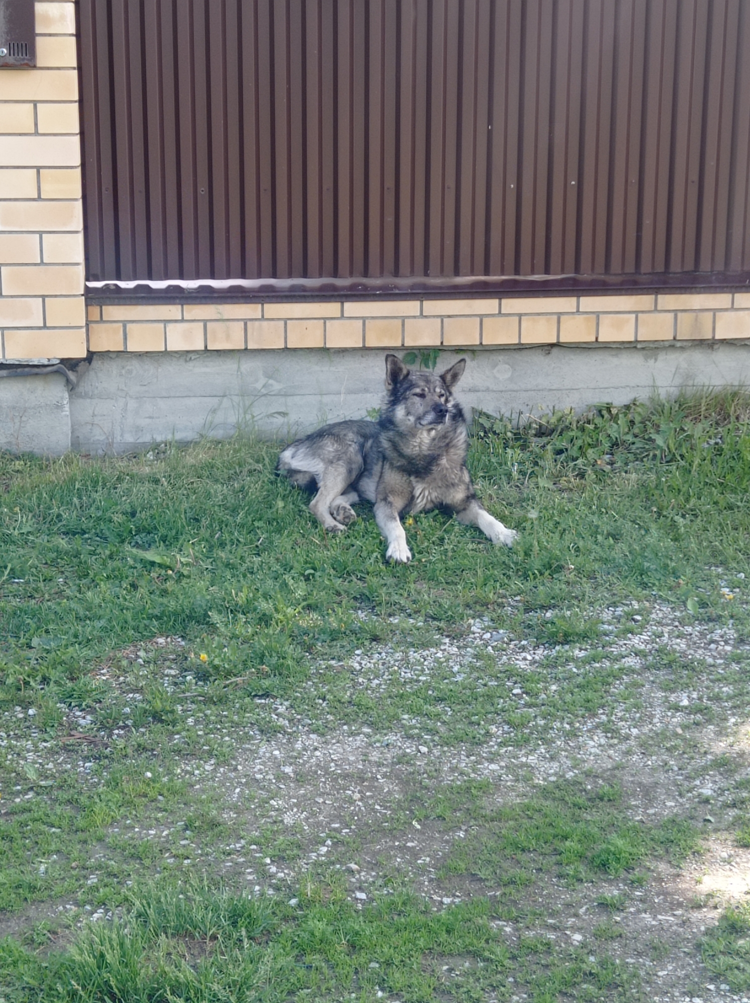 The image shows a medium-sized dog lying on grass in front of a fence and a brick wall. The dog has grey and brown fur with white paws. The fence is made of brown corrugated metal, and the wall is constructed from light yellow bricks with a grey concrete base. The grass is interspersed with small pebbles and appears to be located in an outdoor area. The image was taken in Degtyarsk, Russia.
