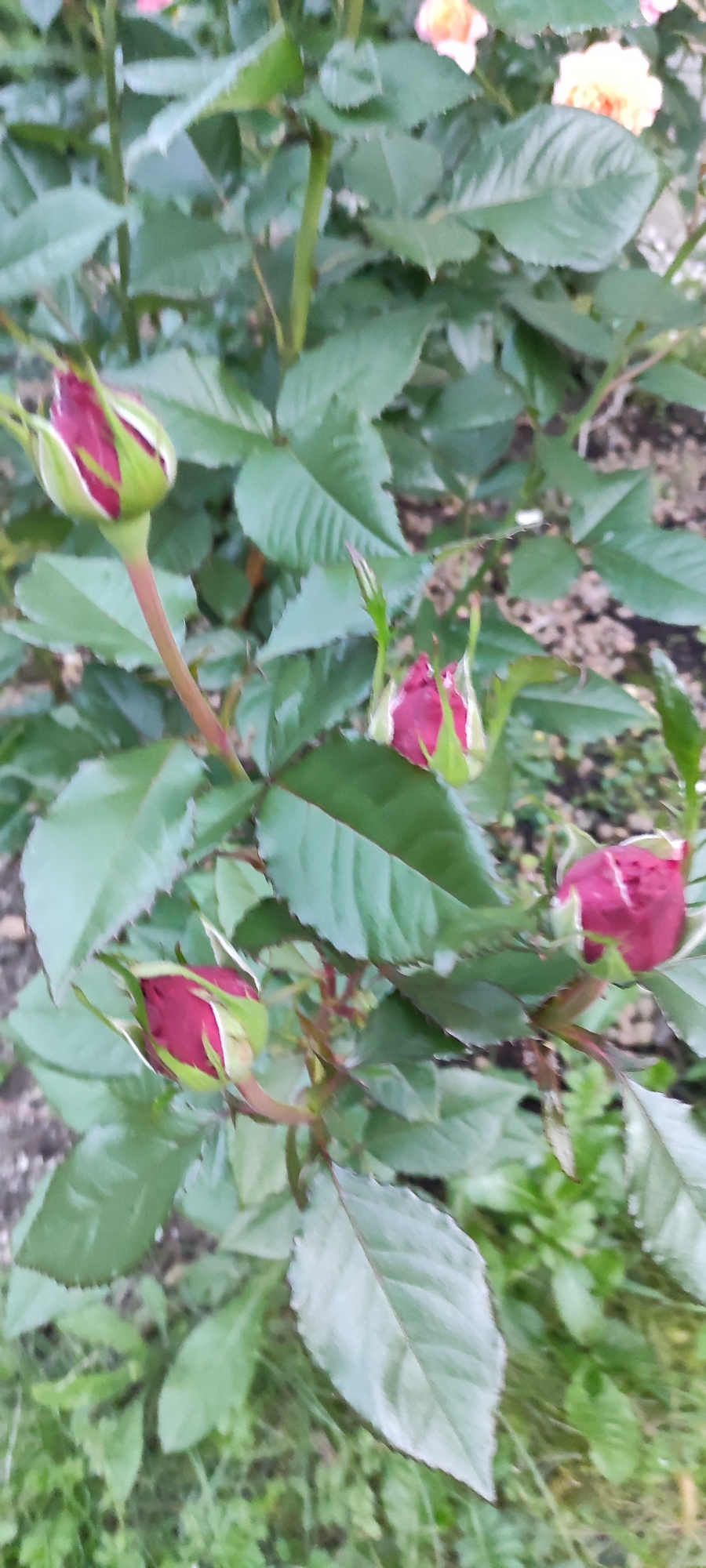 A close-up, vertical, outdoor shot showcases several red rose buds surrounded by green foliage and stems. Some of the rose buds are partially open, revealing delicate pink and white petal edges. The background consists of more green leaves and some soil with small pebbles. The image does not contain any people. The scene is located in the city of Rosinka, Russia.