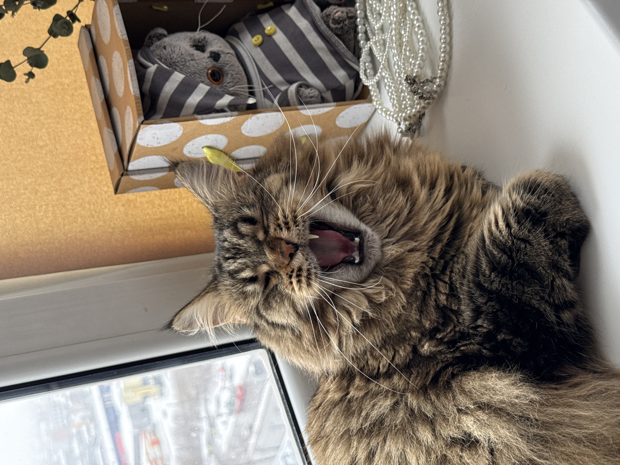 A long-haired tabby cat with its mouth open, possibly yawning, lies on a white windowsill. A window showing an exterior urban view is visible below. A cardboard box with white polka dots, containing a stuffed animal wearing striped clothing, sits behind the cat. A string of pearls lies next to the box. The location is identified as Izhevsk, Russia.