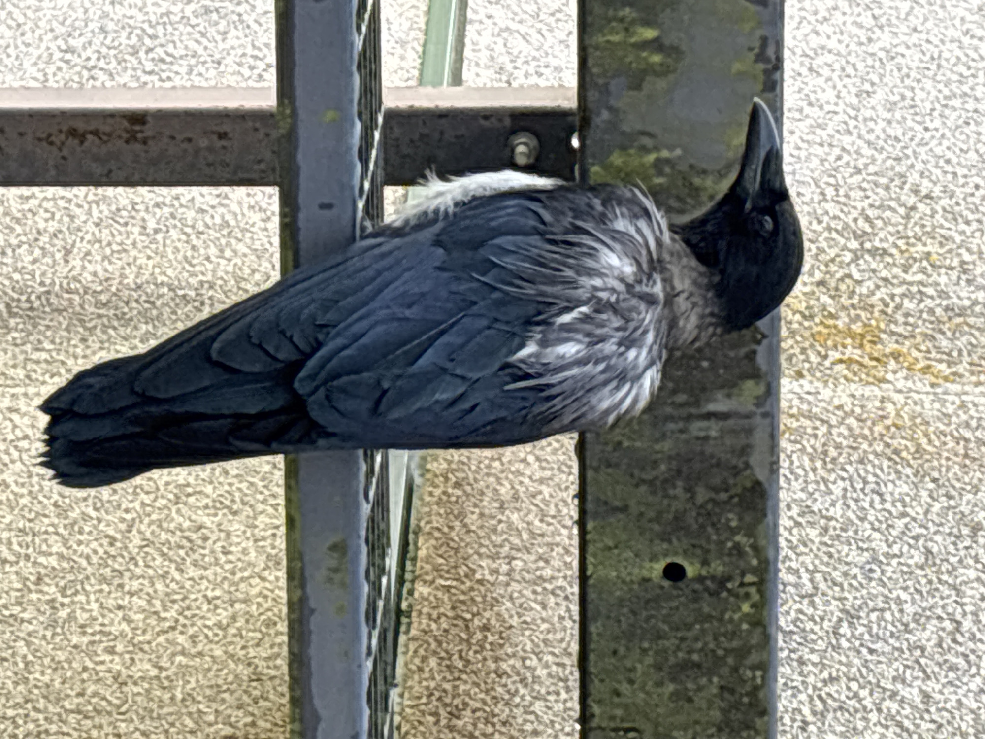A crow is perched on a metal railing. The bird is primarily black with white and grey markings on its neck and chest. Its head is turned to the right, and its beak is pointed upwards. The crow is resting on a horizontal metal bar, and a vertical metal post is visible behind it. The background consists of a speckled, light-colored surface, possibly concrete or gravel. The overall lighting suggests it is daytime, and the weather appears overcast, judging by the diffused light. The scene is outdoors, and the crow appears calm, possibly taking a rest. There is no visible text in the image.