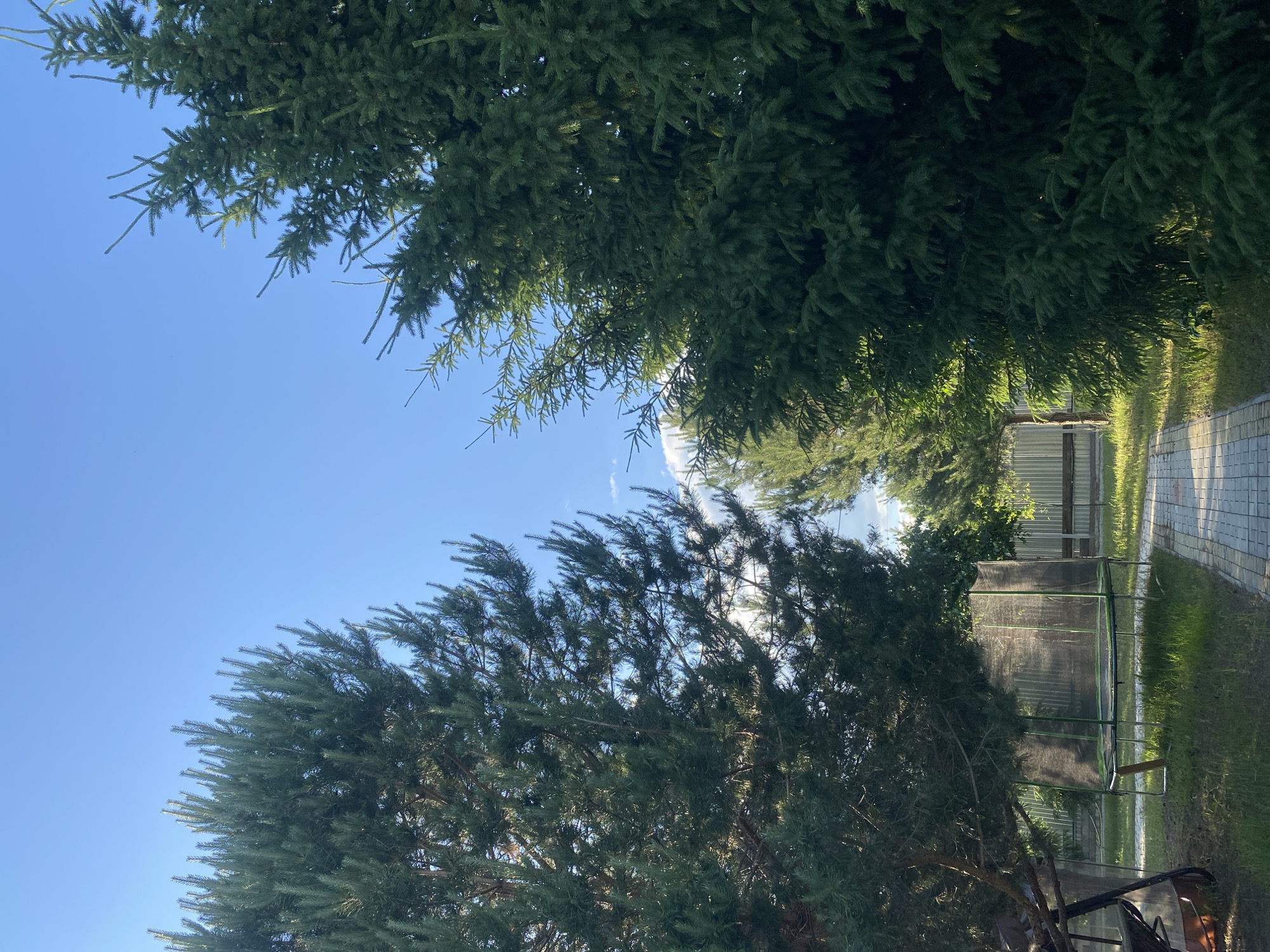 The image depicts a sunny outdoor scene, likely in a yard or park, with two large evergreen trees framing a paved walkway. The tree on the left appears to be a pine, characterized by its needle-like foliage, while the tree on the right is a spruce, with denser, more scale-like needles. The walkway is constructed of light-colored pavers and leads towards a fence in the background. To the left of the walkway, a trampoline with a safety net is visible, along with some lawn furniture and grass. The sky is a clear blue, with a few wispy clouds. The overall impression is one of a peaceful, natural setting bathed in the warm light of the sun. The image does not contain any specific identifiable landmarks that would definitively place it in Volzhsk, Russia, nor does it depict any people or actions.