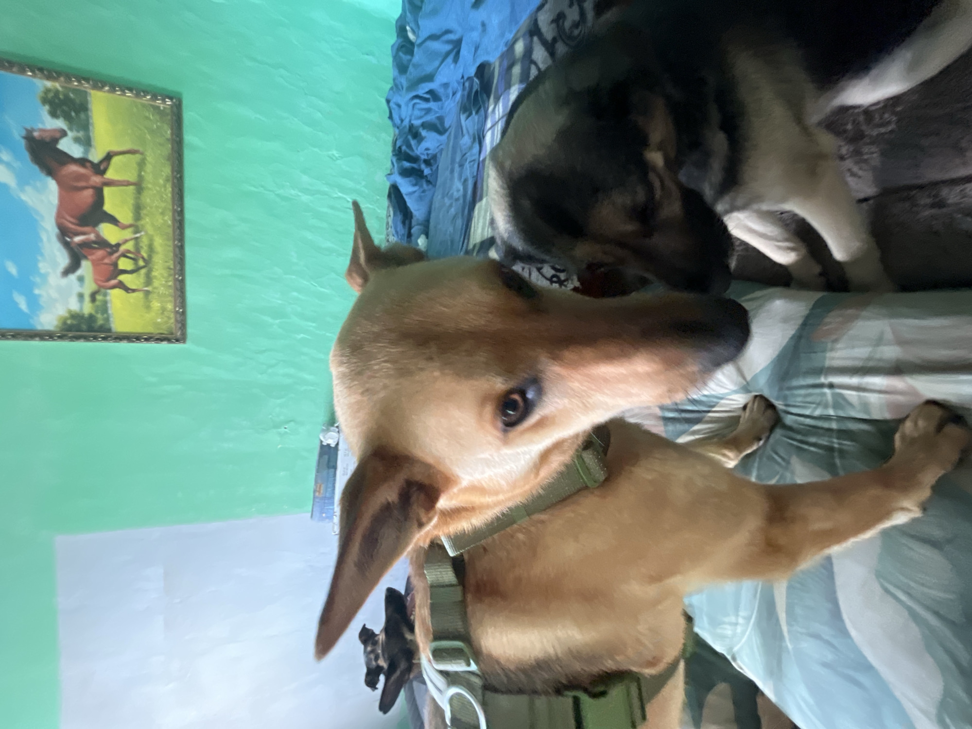The image shows two dogs on a bed. The dog in the foreground is a tan-colored shepherd mix wearing a green harness. It is looking towards the camera with its head tilted. A smaller, black and tan dog is partially visible behind and to the right of the tan dog, facing away from the camera. The dogs are on a bed with blue and white patterned bedding. In the background, a wall painted bright green is visible, with a framed painting of horses hanging on it. The environment appears to be an indoor setting, likely a bedroom. There is no indication of the city of Nizhny Tagil, Russia, or any other specific location.
