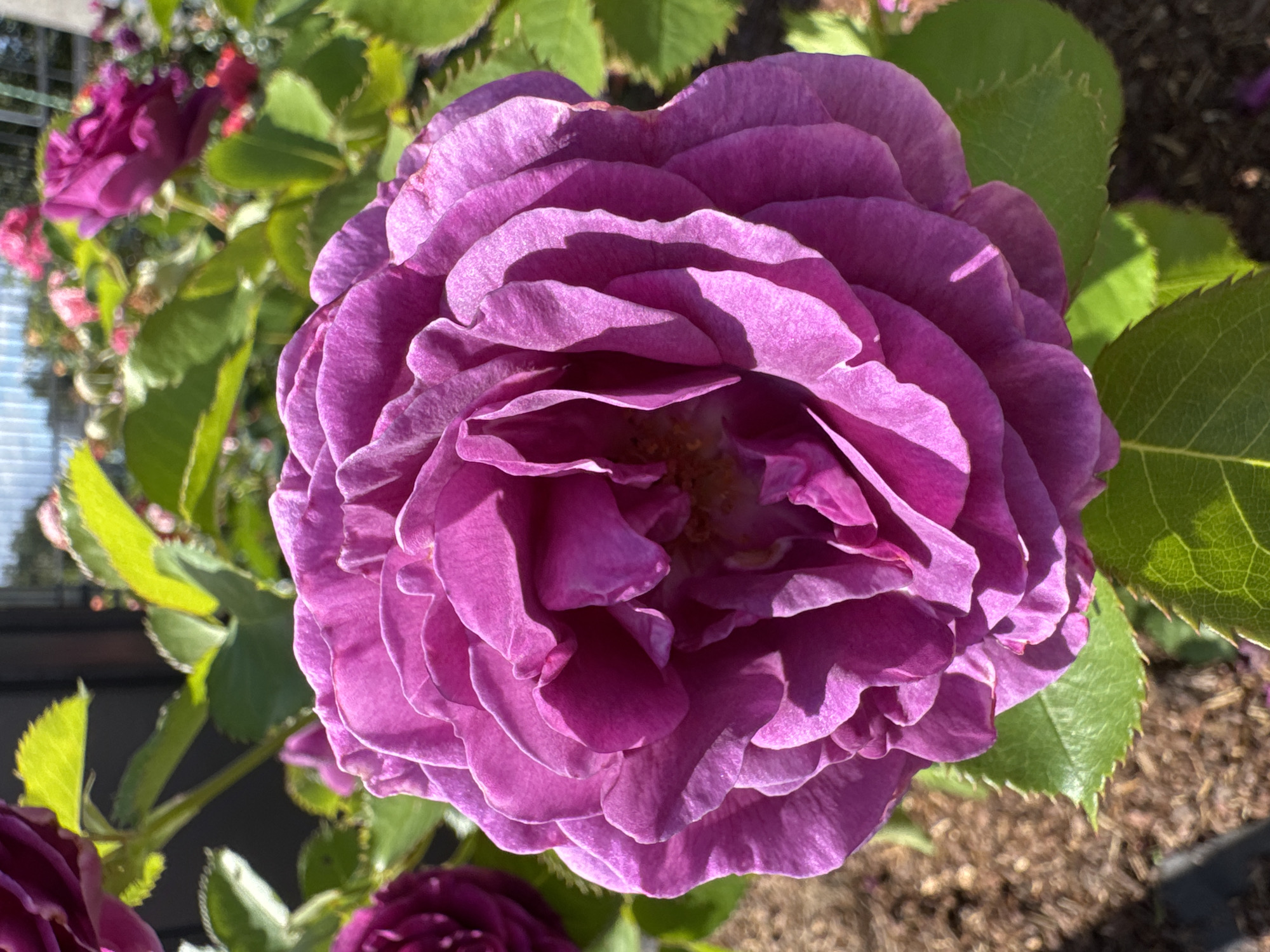 A close-up, eye-level shot focuses on a large, fully bloomed purple rose. The rose is the dominant subject, with its numerous petals intricately layered and catching the sunlight, creating areas of light and shadow. The petals appear velvety and rich in color. Surrounding the rose are several green leaves, some of which are sharply in focus and show visible veins. In the background, slightly out of focus, are more roses of various shades of pink and purple, along with foliage. The ground beneath the rose appears to be mulched with brown bark chips. The scene is outdoors, bathed in natural light, suggesting a garden setting. There are no people or animals visible in the image. This image depicts a rose garden, possibly located in a park or botanical garden within the city of Saint Petersburg, Russia, given the context provided.