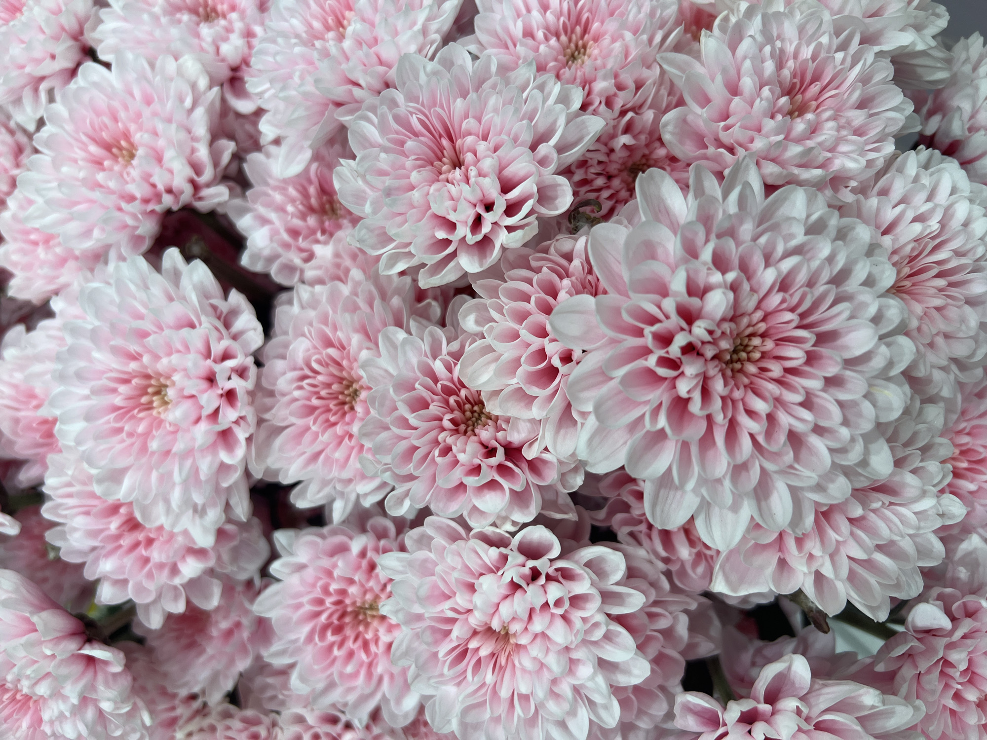 A close-up, overhead shot captures a dense bouquet of pink and white chrysanthemums. The flowers are tightly packed, with many blossoms in various stages of fullness, creating a textured, almost abstract pattern of petals. The lighting highlights the delicate layers of the petals, with soft pinks fading to white at the edges. No specific location within a city is discernible, as the image focuses solely on the floral arrangement.