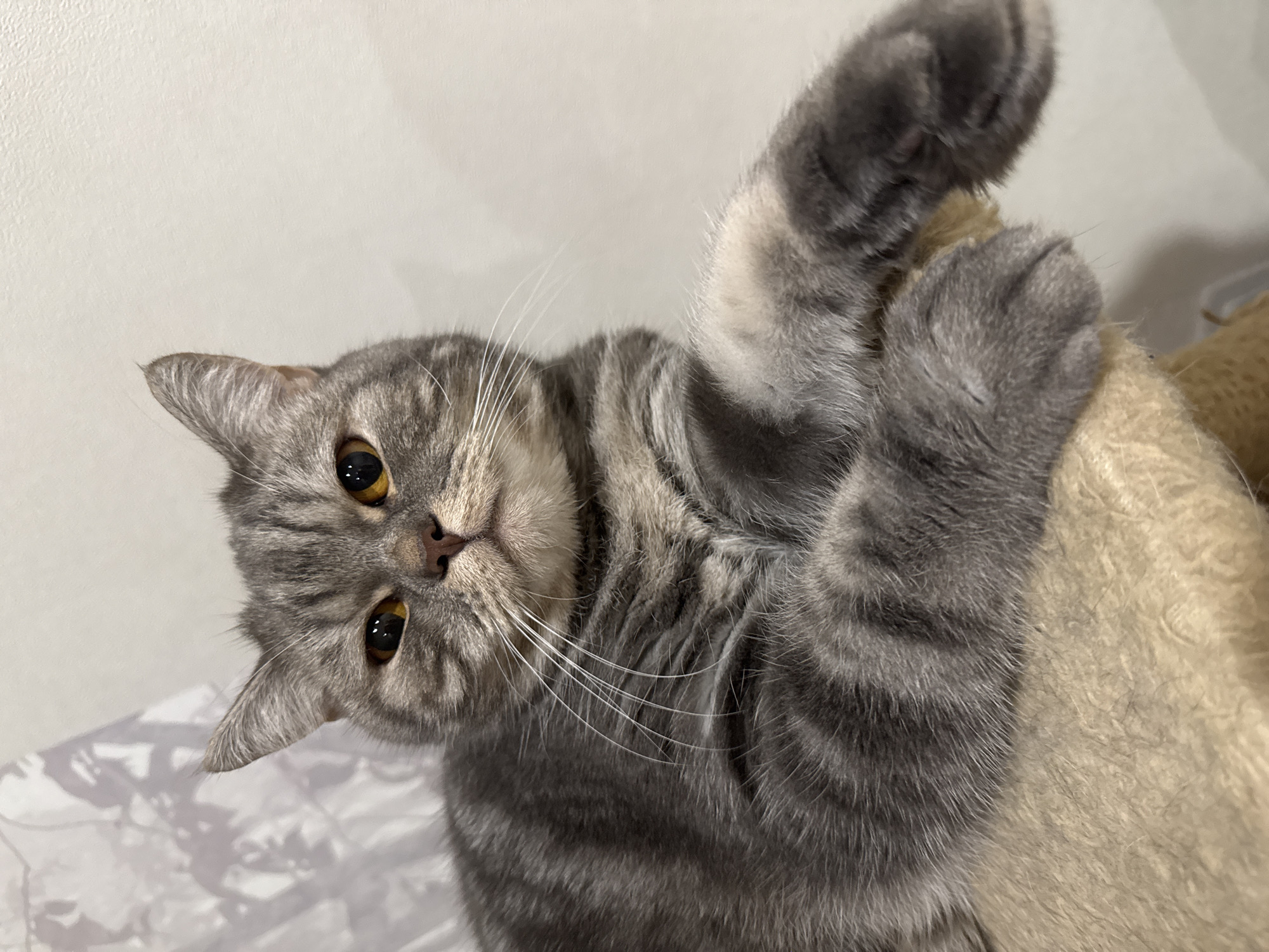 The image captures an indoor, low-angle portrait of a domestic short-haired cat, situated in the city of Chaikovsky, Russia. The cat exhibits a dense grey and silver tabby coat, characterized by distinct darker stripes and swirls across its body. Its eyes are large, round, and a bright amber-gold color, with moderately dilated pupils. Prominent white whiskers fan out from its muzzle, which also features a pinkish-brown nose. The cat is in a relaxed, prone position, resting on a beige, textured surface consistent with a carpeted cat tree or scratching post, with its front paws partially extended. Its head is slightly elevated, and it maintains a direct, steady gaze toward the viewer. The background consists of a plain, light-colored wall, behind which a segment of a subtly patterned, translucent light-grey curtain is visible in the upper left. The scene is evenly lit by soft, diffused illumination.