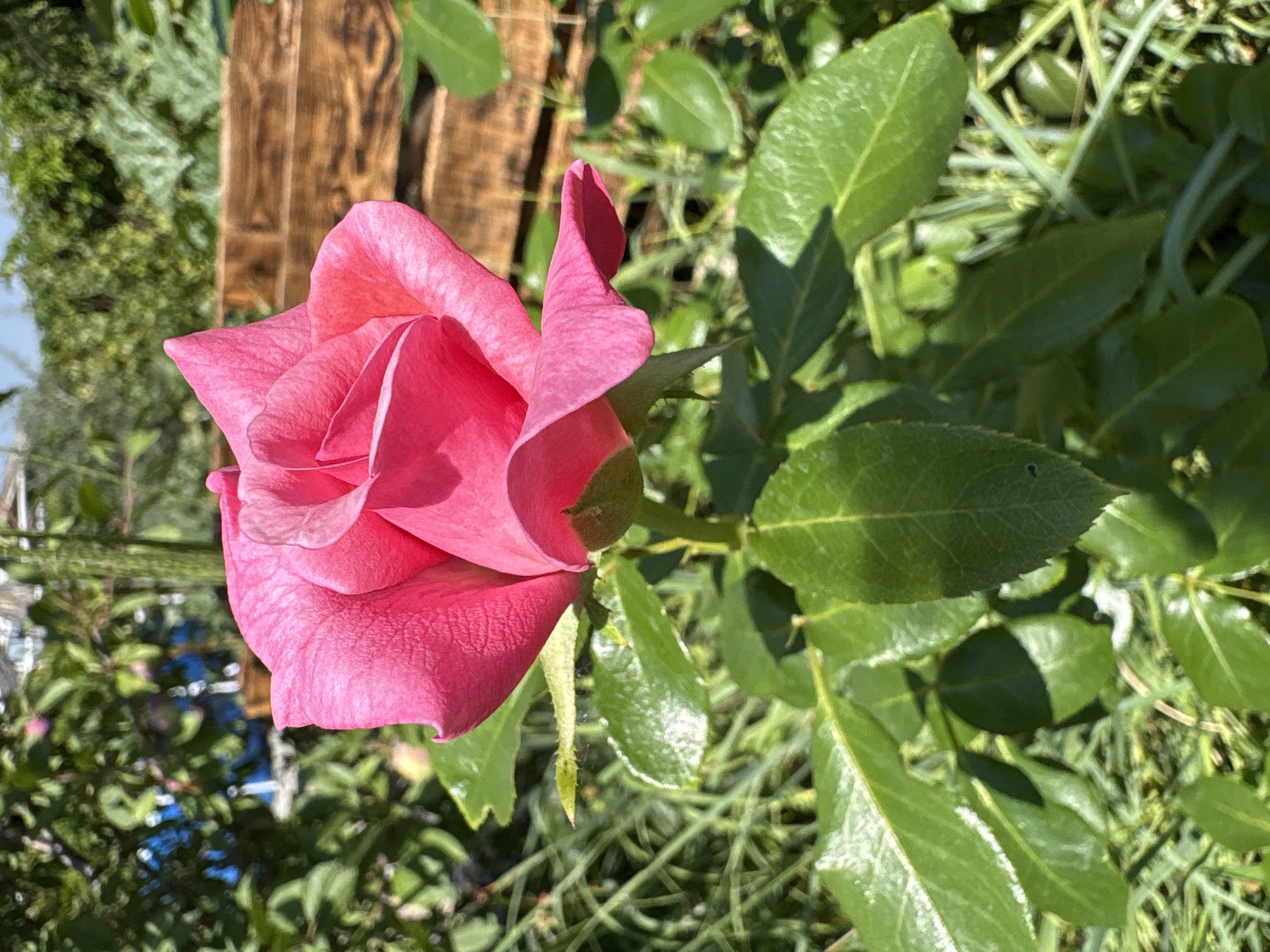 In Pichuga, Russia, a close-up shot captures a vibrant pink rose in full bloom, its petals unfurling gracefully. The rose is the central subject, positioned slightly to the left of the frame. Its stem is visible, supporting lush green leaves that are dewdrops or water droplets, suggesting recent watering or morning dew. The background is a soft blur of greenery, with hints of a wooden structure, possibly a fence or planter box, and a bright blue object in the upper left corner. The lighting indicates a sunny day, casting subtle shadows on the leaves. The overall scene evokes a peaceful garden setting.