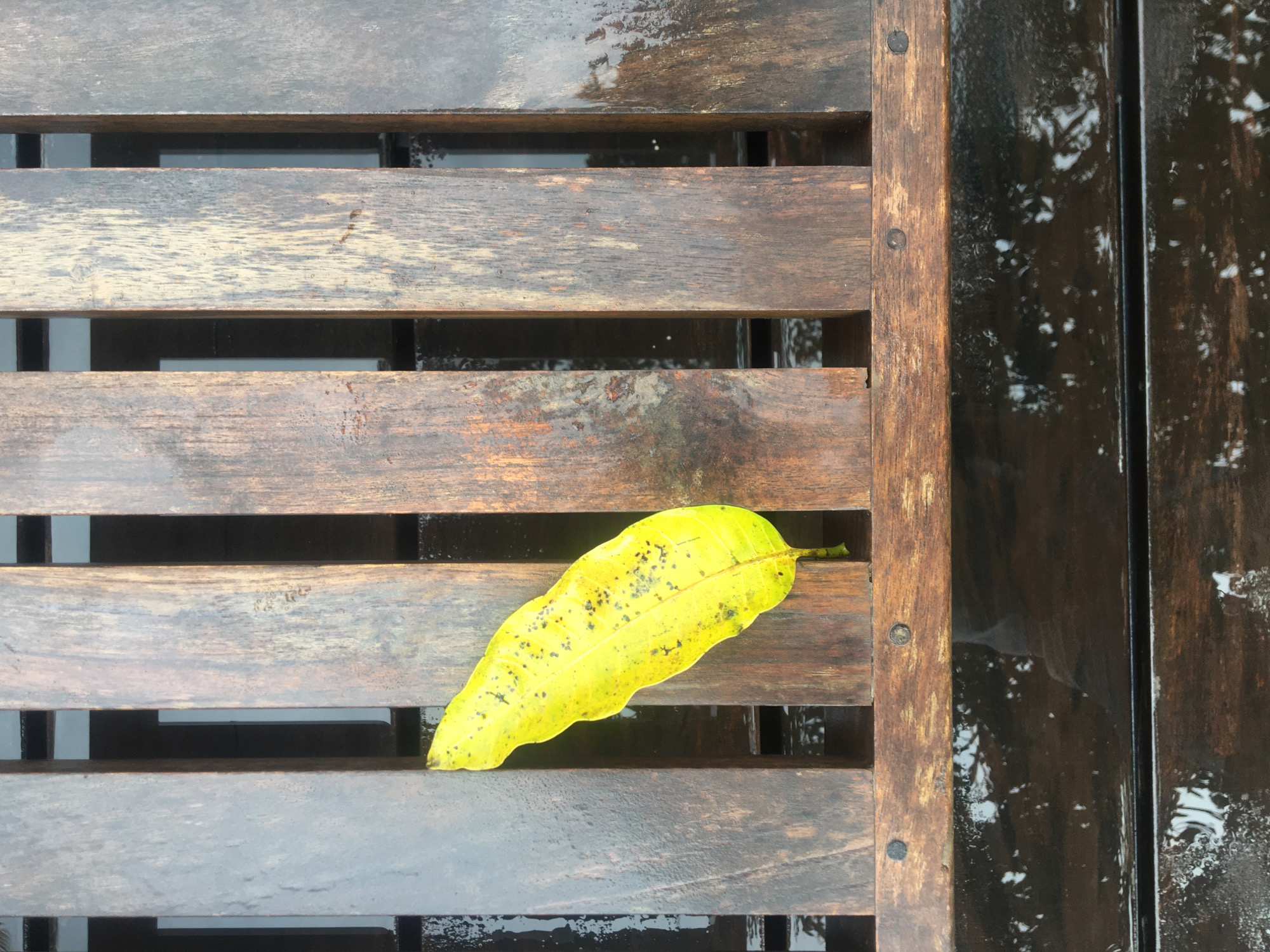 A yellow leaf is on a wooden plank surface. The wood is brown and there are slats with gaps in between. There is water on the surface of the planks, suggesting it may have recently rained. The location is unknown.