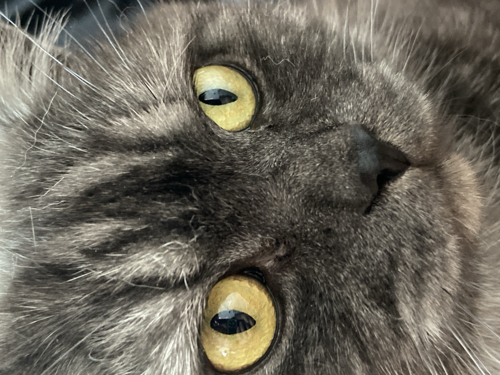 The image shows a close-up of a gray cat's face. The cat has yellow eyes with black pupils. Its nose is black and triangular. The fur is dense and appears soft. The image does not provide any information about the location of Chaikovsky, Russia.