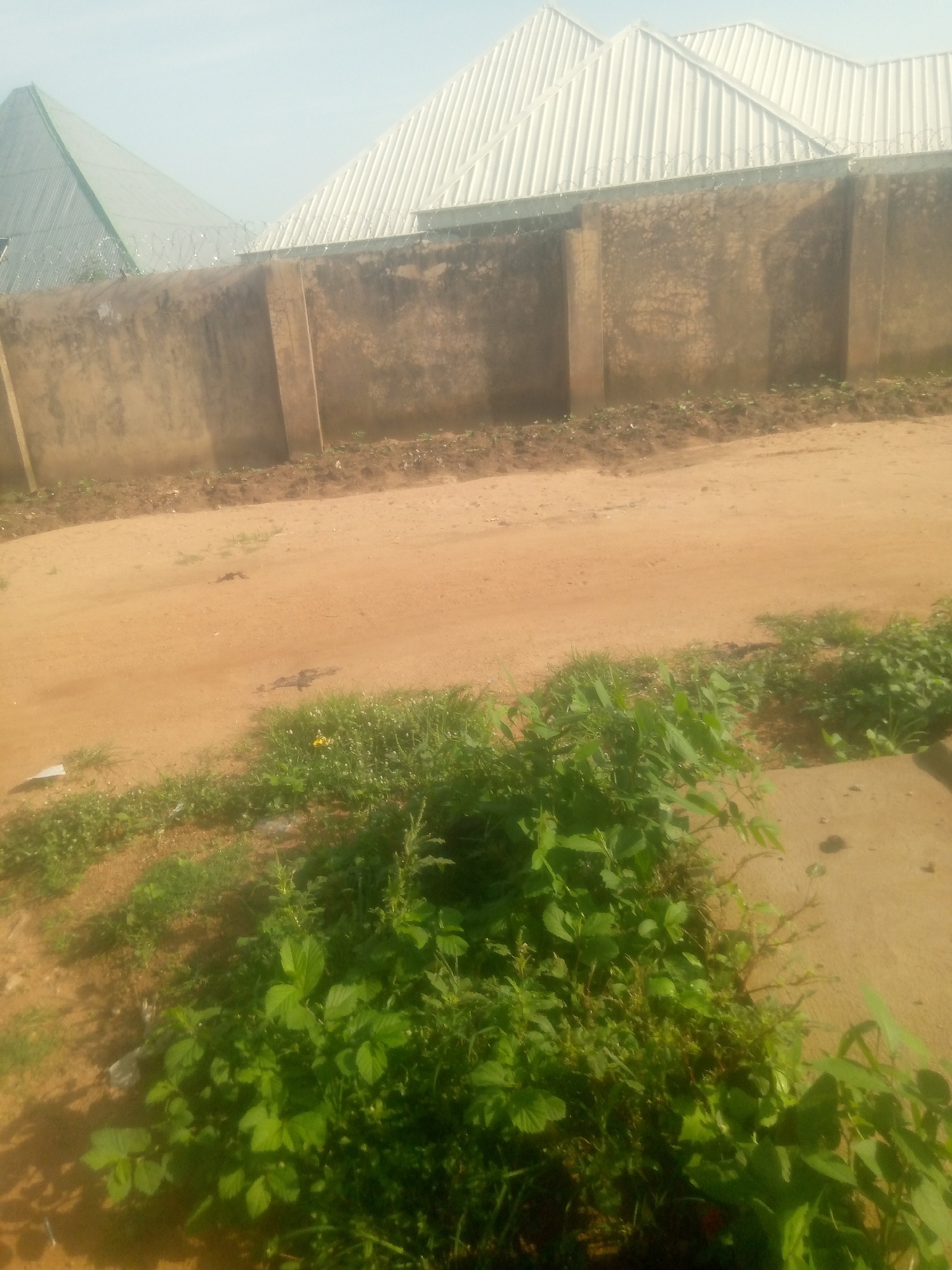 The image depicts a street scene in Jalingo, Nigeria, characterized by a dirt road and a concrete wall. In the foreground, lush green vegetation, including some small plants with yellow flowers, thrives along the edge of the road. The road itself is a sandy, reddish-brown color, with a few dark spots that could be debris or shadows.
Behind the vegetation and across the road stands a substantial concrete wall, painted a weathered, earthy tone with visible signs of age and staining. This wall appears to be a boundary for a property. Above the wall, a building with a corrugated metal roof is visible. The roof has a distinctive zigzag pattern, suggesting it covers a large structure with multiple angled sections. There are also barbed wire strands coiled along the top of the wall, indicating a security measure. To the left of the main building, another structure with a sloping, possibly metal, roof and a triangular profile is partially visible. The sky is a pale, hazy blue, consistent with a clear but possibly dusty or overcast day. No people are present in the scene. The environment appears to be an outdoor setting on a street or pathway.