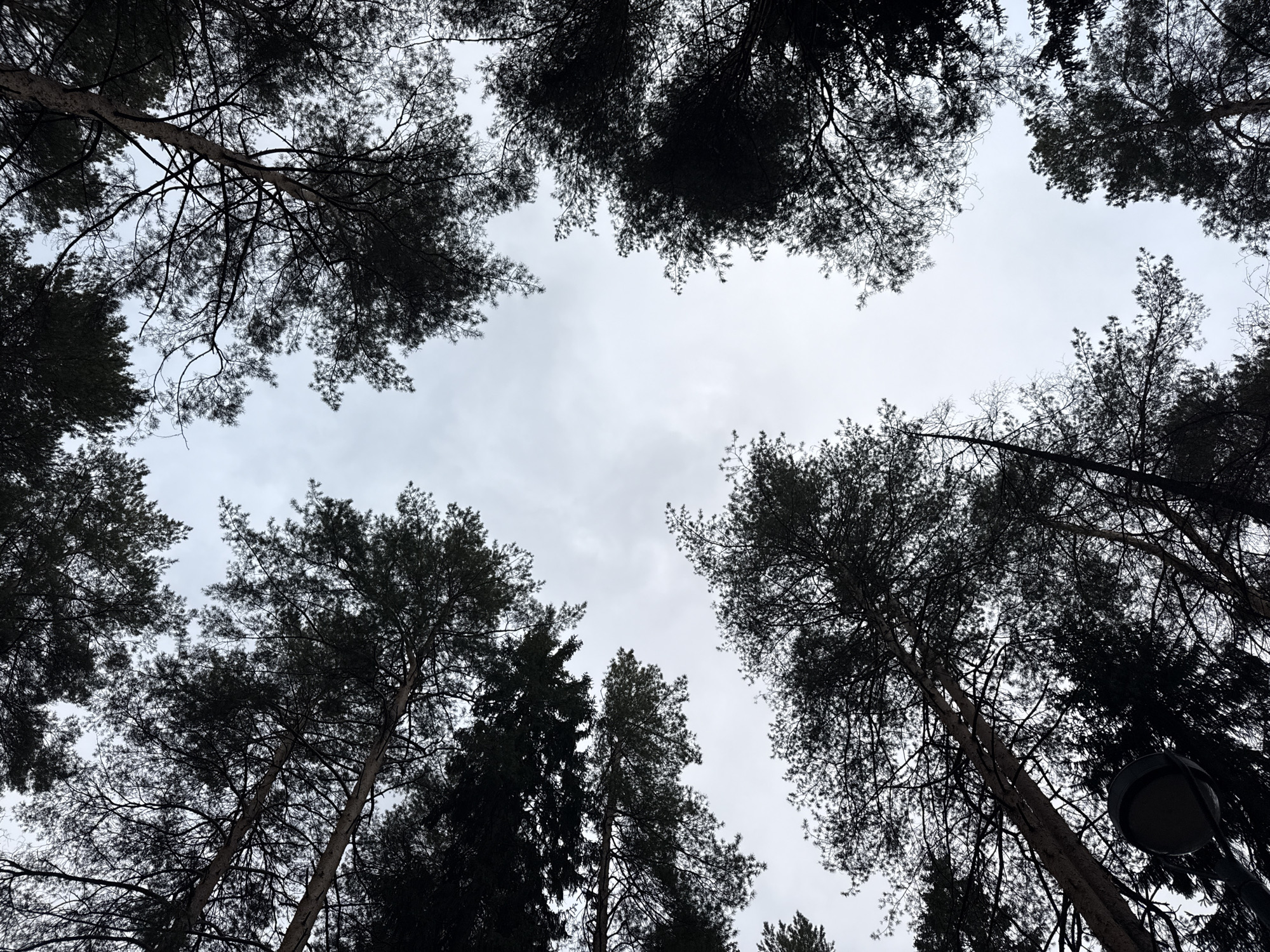 The image shows a view looking up through a dense canopy of trees towards an overcast sky. The trees are predominantly dark, silhouetted against the light grey sky. The specific location within Votkinsk, Russia, is not discernible from the image alone. There are no visible people, subjects, or interactions depicted. The objects consist solely of trees and possibly a lamppost. The environment appears to be a wooded area or park.