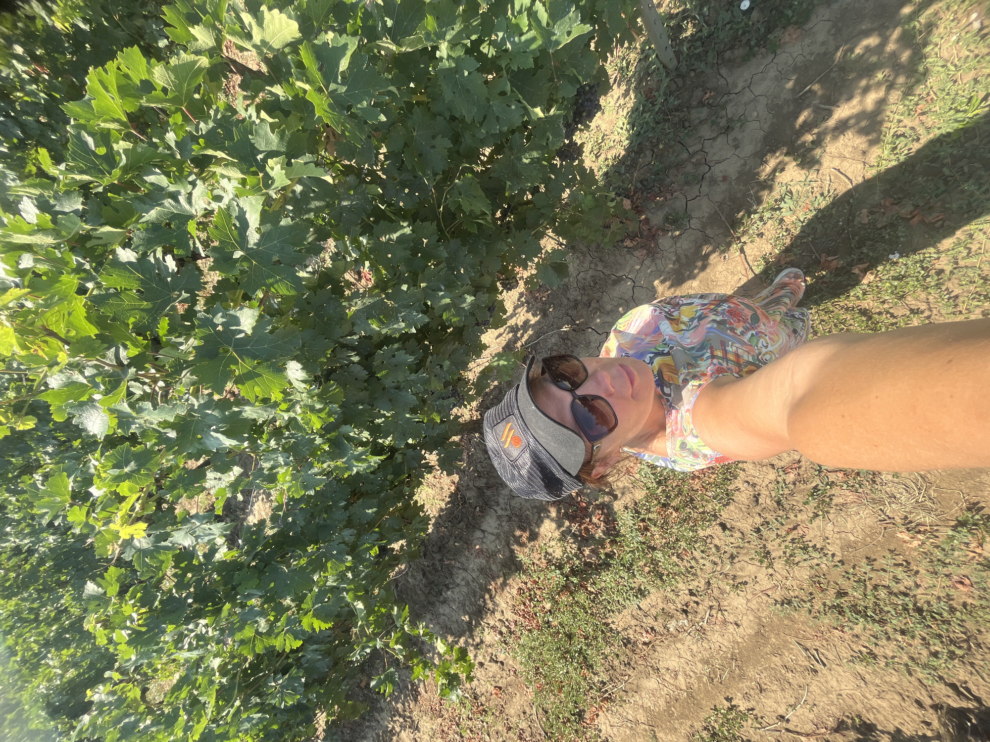 The media file is a selfie taken outdoors, likely in a vineyard given the presence of grapevines with green leaves and dark grapes. The setting is rural, with dry, cracked earth and sparse vegetation alongside the vines. Sunlight casts strong shadows, suggesting it is a clear, sunny day, likely in the late morning or afternoon.
The subject is a person who is mostly out of frame, with only their arm, shoulder, part of their face, and legs visible. They are wearing sunglasses and a patterned visor with an orange and black emblem. Their clothing is a colorful, abstract patterned shirt or dress. Their arm is extended to capture the selfie.
The overall mood appears relaxed and casual, consistent with a visit to a vineyard or agricultural area on a pleasant day. There is no discernible text in the image, other than the emblem on the visor, which is too small to read. The location context provided is Akhtanizovskaya, Russia.