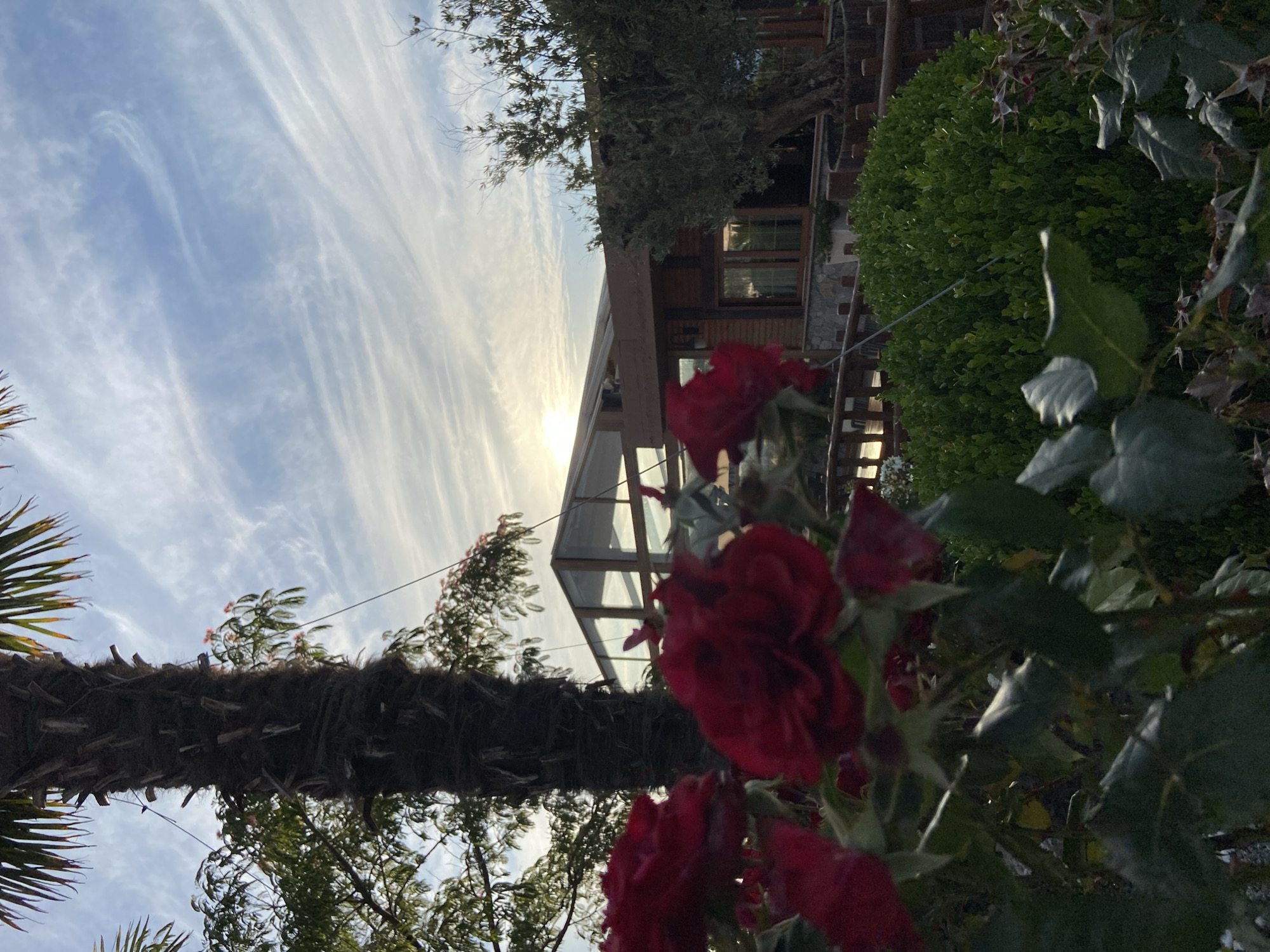 The image depicts a close-up view of dark red roses in the foreground, with lush green foliage below. In the background, a modern wooden building with large glass windows and a glass roof is visible, suggesting it might be a restaurant or a similar establishment. A tall palm tree stands to the left of the building, and an olive tree is positioned to the right. The sky above is a pale blue with wispy white clouds, and the sun is setting or rising, casting a warm glow. The scene appears to be set in an outdoor area, possibly a garden or a courtyard, with a wooden fence running across the mid-ground. The overall atmosphere is serene and natural, with a touch of architectural modernity. The location is Kovačko Polje, Montenegro.