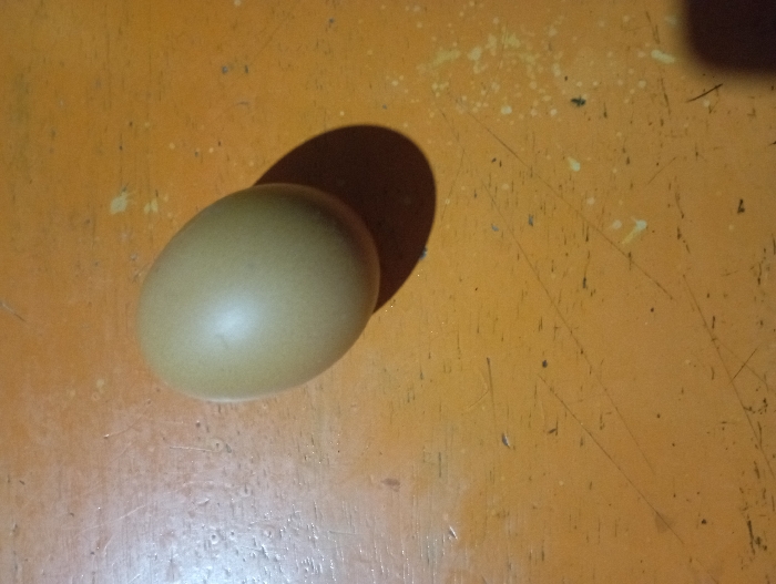 The image features a single, light brown chicken egg resting on a bright orange surface. The egg is positioned slightly to the left of the center, casting a prominent dark shadow towards the upper right, indicating a strong light source from the upper left.
The orange surface, possibly a table or counter, appears worn and utilitarian. It is covered with numerous visible scratches, scuff marks, and small specks of dark debris and white residue, suggesting it is well-used or uncleaned. The texture of the surface is quite pronounced due to the direct lighting.
No people are present, and no specific activity is taking place; the image is a still life. There is no visible text. The scene appears to be indoors. Given the location context of Pubian, Indonesia, it could depict an everyday item in a home or farm setting within that region.