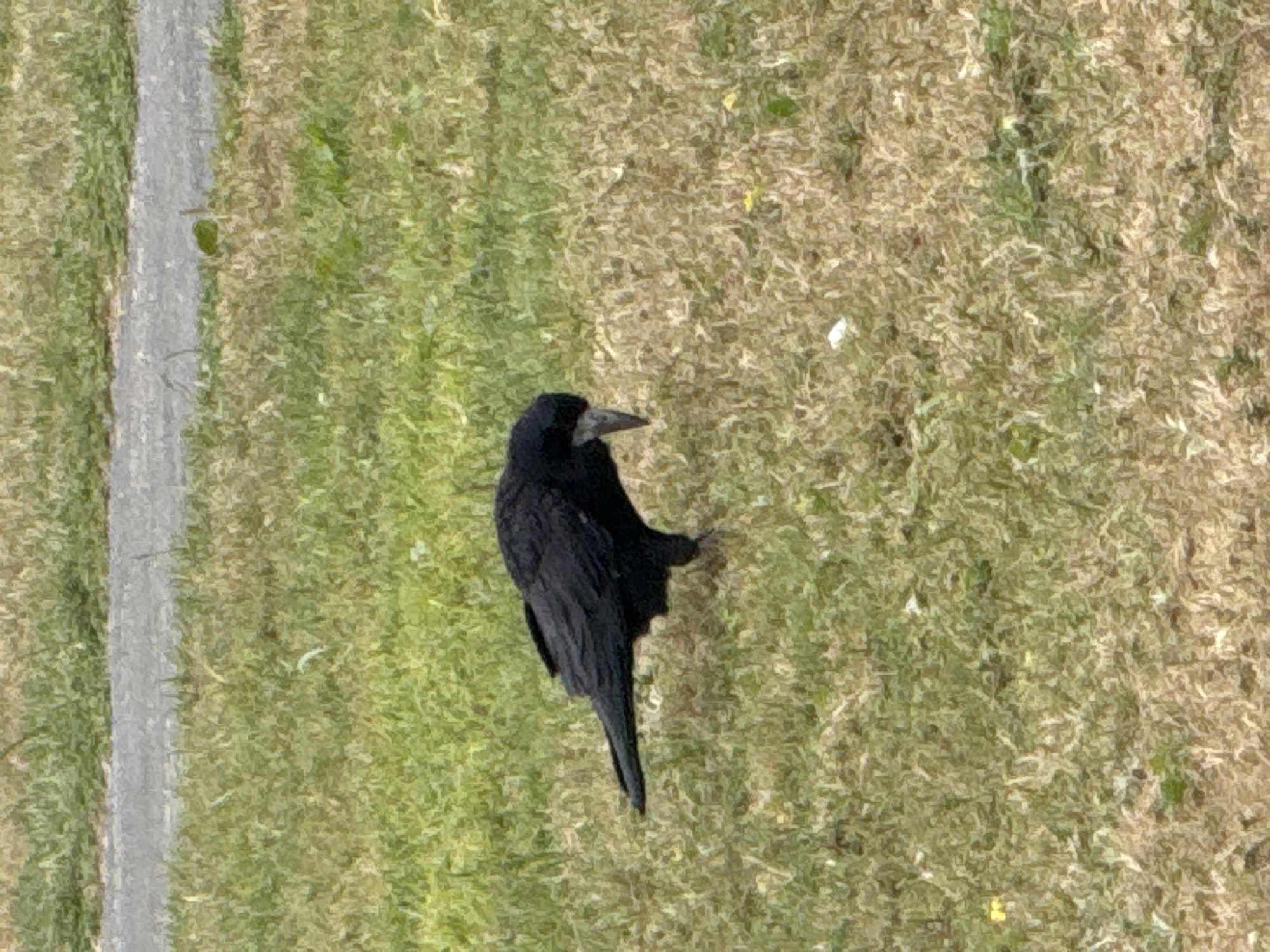 A black bird, possibly a crow or rook, is shown foraging on a grassy area. The bird is positioned in the center of the frame, with its head lowered as if searching for food. The background consists of dry grass and a paved surface, suggesting an outdoor environment. There is no specific identifiable location in Waterford, Ireland mentioned or discernible from the image.