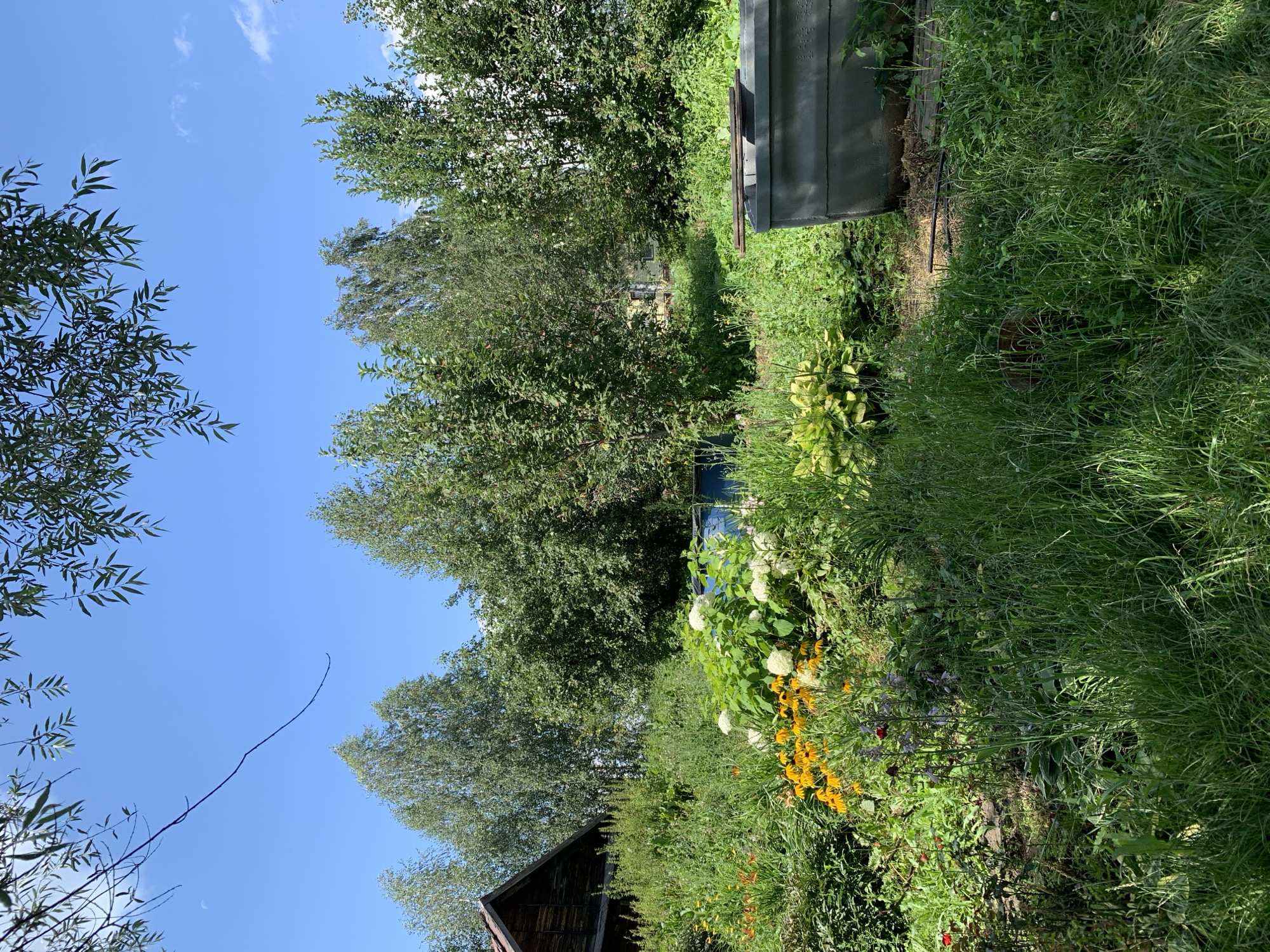 This is a photograph of a yard in Novostroika, Russia, on a clear day with a few scattered clouds. The foreground is dominated by lush green grass and various flowering plants, including yellow coneflowers and white hydrangeas. A dark wooden structure, possibly a shed or part of a house, is visible on the left side of the frame. In the mid-ground, a line of trees forms a dense backdrop, with a glimpse of what appears to be another building peeking through them. On the right side of the image, there is a large, grey, rectangular trough-like object, possibly a water trough or planter, placed on the ground. The overall scene depicts a natural, somewhat overgrown garden setting.