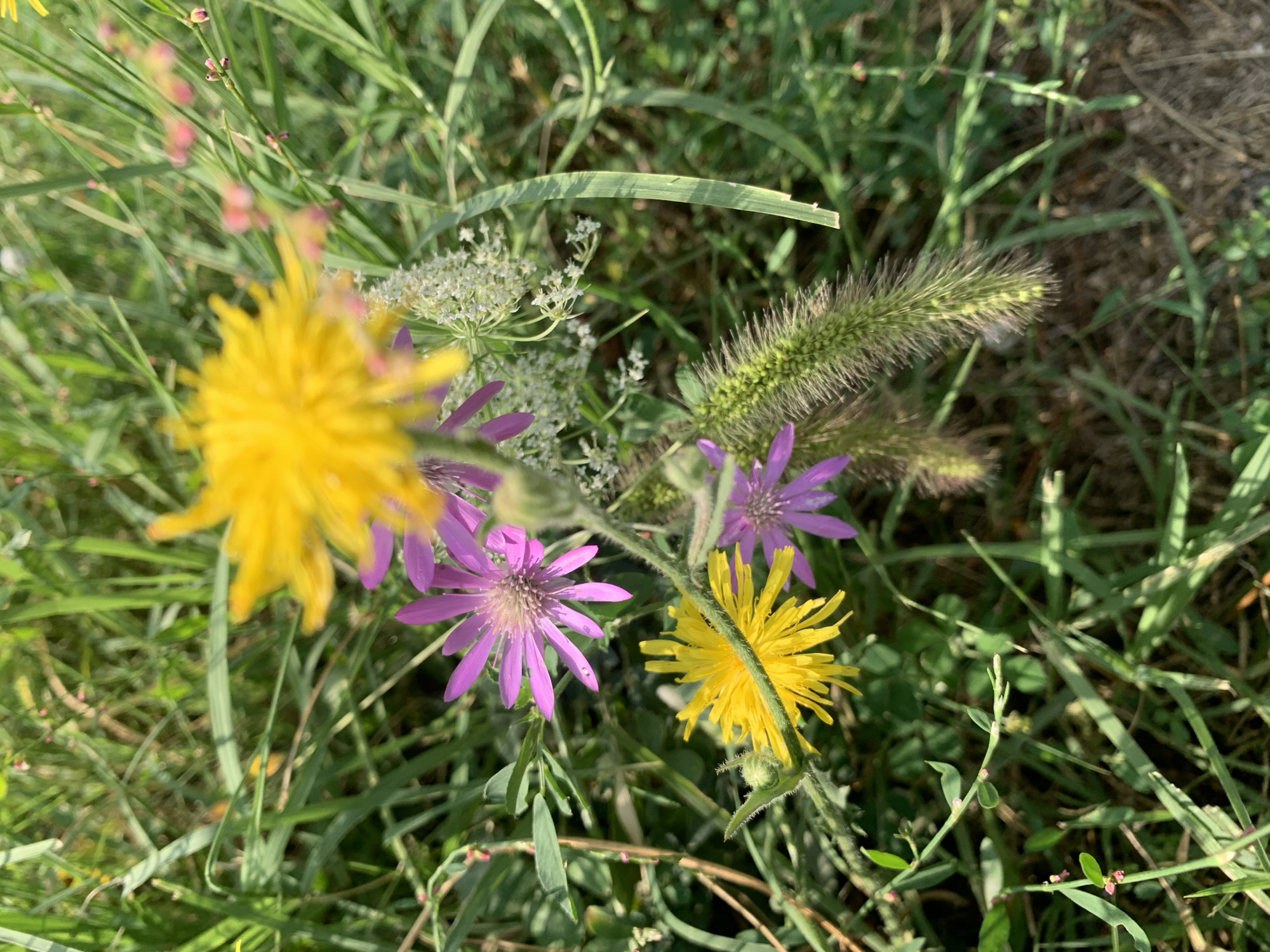 In an outdoor scene, a close-up shot captures a cluster of wildflowers against a background of lush green grass. Two yellow wildflowers, one in sharp focus and the other slightly blurred, are prominently displayed. One yellow flower, positioned towards the bottom left, is bright and radial, while another, to the upper right, is out of focus and appears larger. Between the yellow flowers are two purple wildflowers with delicate, star-shaped petals. To the right of these purple flowers, a spikey, green seed head is visible, adding textural contrast. Smaller white flowers are also present, interspersed with the other blooms. The overall impression is one of natural beauty and a vibrant meadow.