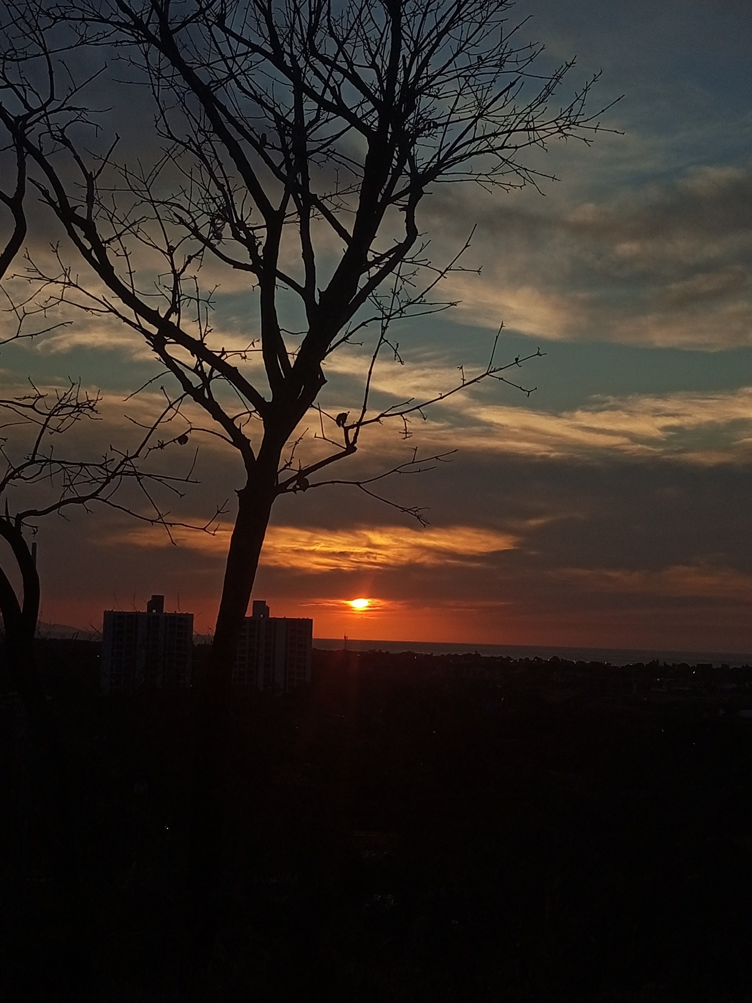 The image depicts a dramatic sunset over a coastal landscape, likely Juan Griego, Venezuela. A large, bare tree stands prominently in the foreground as a dark silhouette, its intricate branches reaching across the frame. The setting sun, a bright orange circle, is visible on the horizon towards the right, casting a warm glow across the lower sky.
The sky is filled with clouds, ranging in color from vibrant oranges and yellows near the sun, blending into soft pinks, and transitioning to darker blues and grays in the upper portions of the frame. Below the colorful sky, a distant town or city stretches along the horizon, with two multi-story buildings visible in silhouette on the left, behind the tree. To the right, the dark expanse of the ocean can be seen meeting the horizon.
The overall scene captures the peaceful beauty of dusk, with the stark silhouette of the tree providing a strong contrast to the colorful sky. No text is visible in the image.