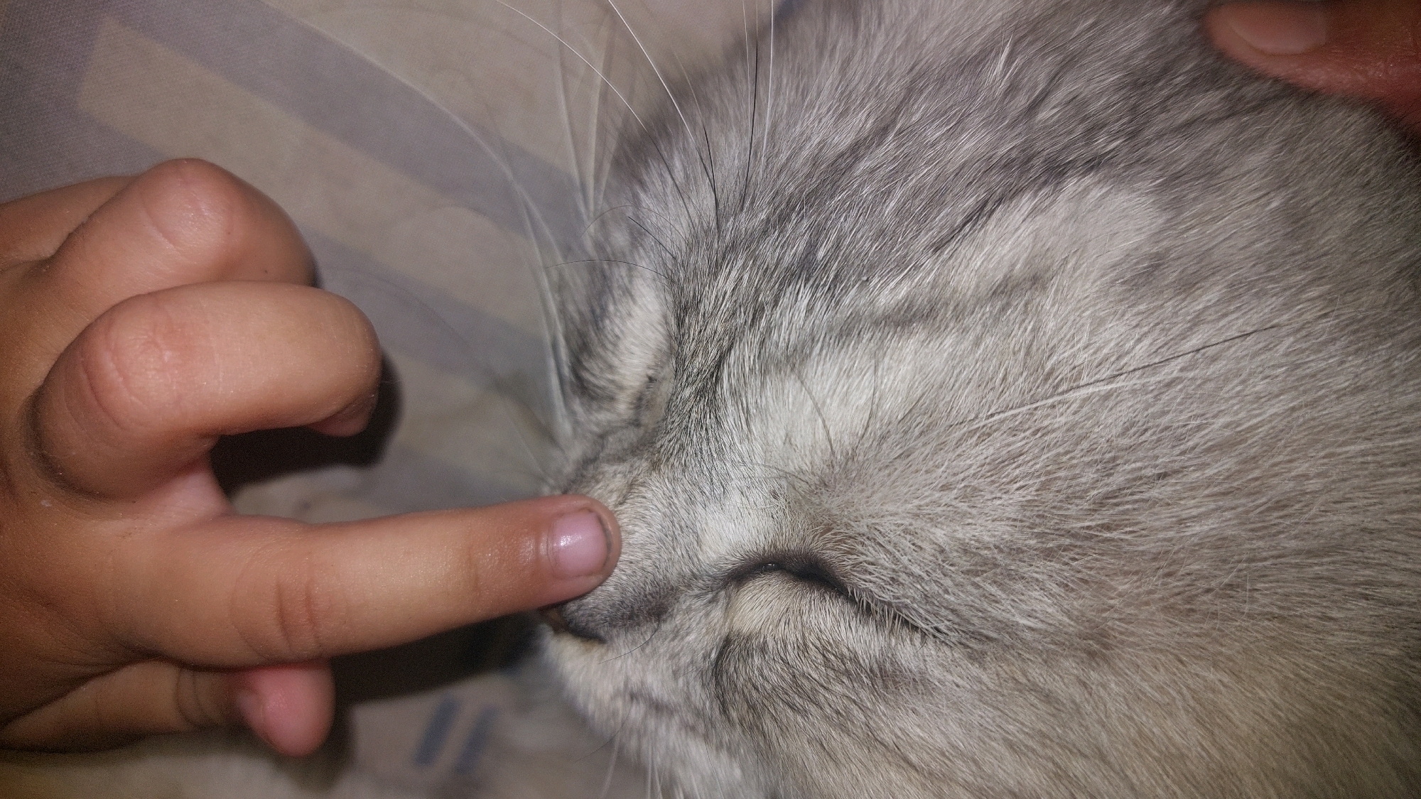 A close-up shot shows a child's hand gently touching a grey cat's nose. The cat's eyes are closed, and its fur is soft and detailed. The background consists of a striped fabric, possibly a blanket or bedsheet. The image appears to have been taken in a domestic setting.