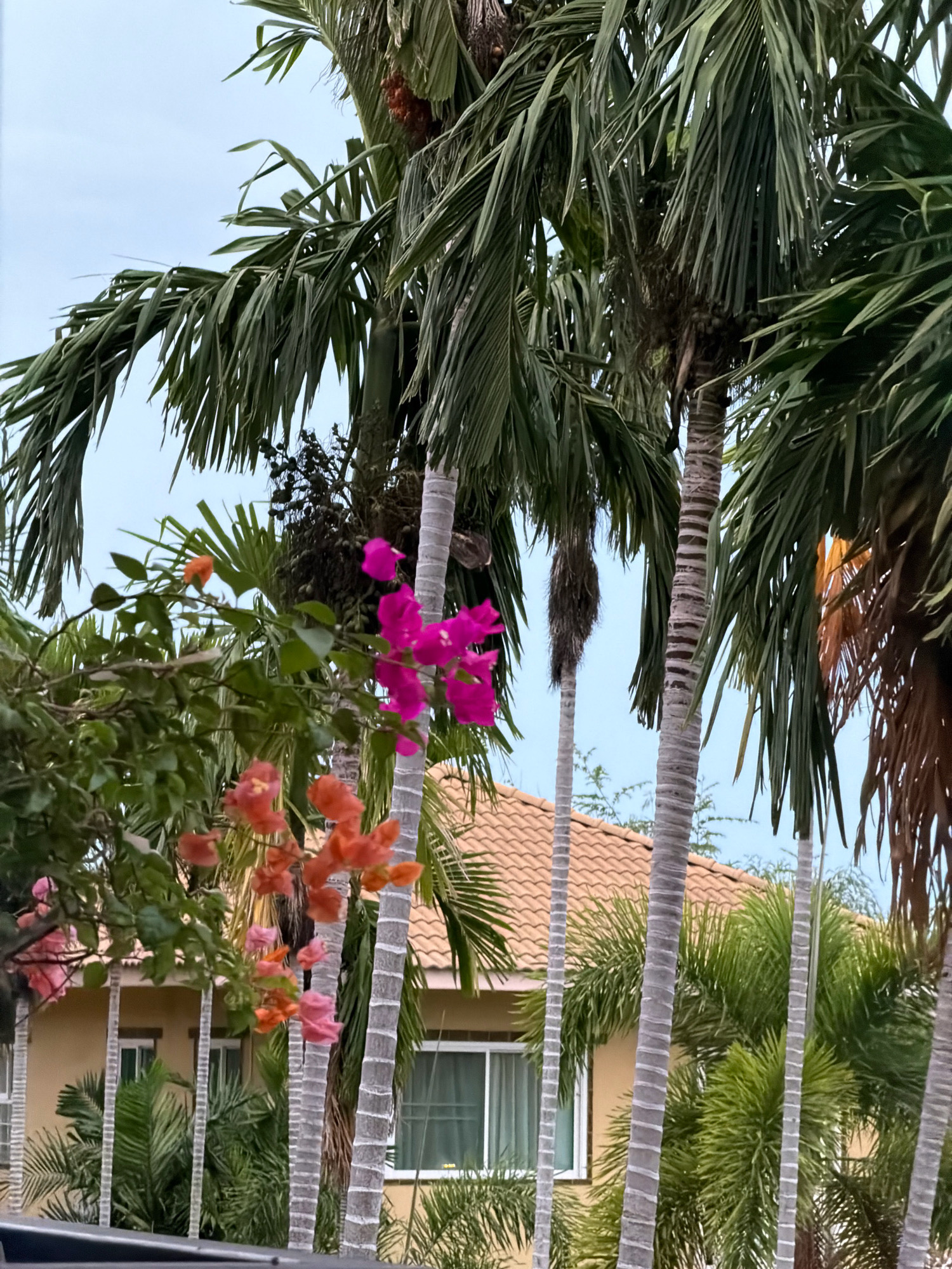 A close-up, eye-level, medium outdoor shot captures several tall, slender palm trees with segmented, grey trunks and long, drooping green fronds dominating the frame against a pale blue, overcast sky. In the foreground, vibrant pink and orange bougainvillea flowers bloom on tangled branches, partially obscuring the palm trunks. Behind the foliage and flowers, a portion of a one-story house is visible, featuring a terracotta-tiled roof and light yellow walls. A white-framed window with a sheer white curtain is visible on the house. The scene is likely located in a residential area of Hua Hin City Municipality, Thailand, suggesting a tropical or subtropical climate.