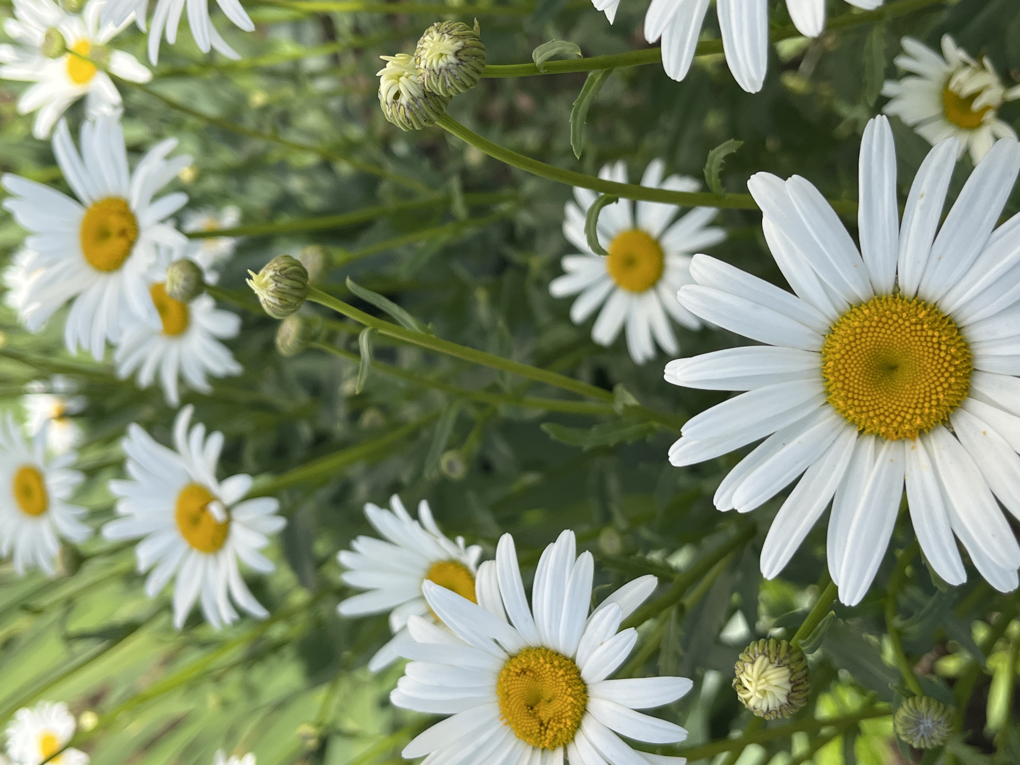 A close-up, vibrant photograph captures a cluster of white daisies with bright yellow centers, set against a soft, blurred background of green foliage and stems. The scene is abundant with flowers, showcasing various stages of bloom. In the foreground, particularly on the right side, a large daisy is in sharp focus, revealing intricate details of its numerous white ray petals and the densely packed yellow disc florets at its core.
Other daisies are scattered throughout the frame, some partially obscured or softly blurred, contributing to a sense of depth and a natural, untamed garden or meadow setting. Many flowers appear tilted at different angles, reflecting organic growth. Several unopened flower buds, distinctively green with faint striped patterns, are visible on slender stems, suggesting ongoing growth and blooming. One bud, in the mid-right, is particularly clear, poised to unfurl.
The lighting is natural and bright, indicative of daytime, possibly morning or late afternoon, with gentle illumination highlighting the textures of the petals and centers. There are no people or discernible activities taking place, just a static display of floral beauty. The overall impression is one of tranquility and natural freshness. This floral display is consistent with plants found in temperate zones, such as the context of Chaikovsky, Russia. No visible text is present in the image.