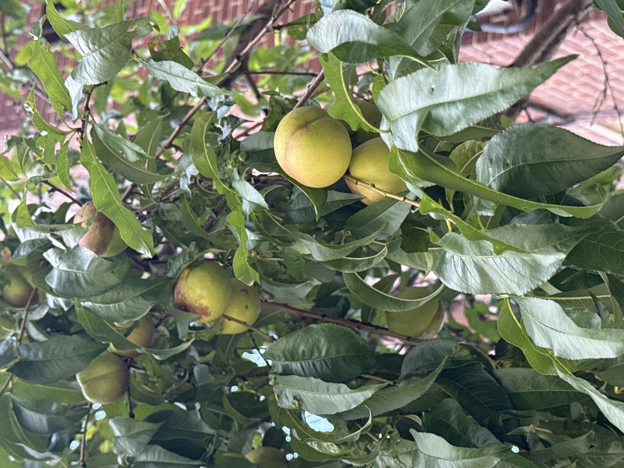This is a close-up, eye-level shot of a peach tree with several unripe peaches and abundant green leaves. The peaches are a pale yellow-green, with some showing a blush of red. The leaves are a deep green and appear healthy. The background is blurred, but a brick wall of a building is visible on the right side. The image was taken outdoors. The scene does not contain any people or animals.