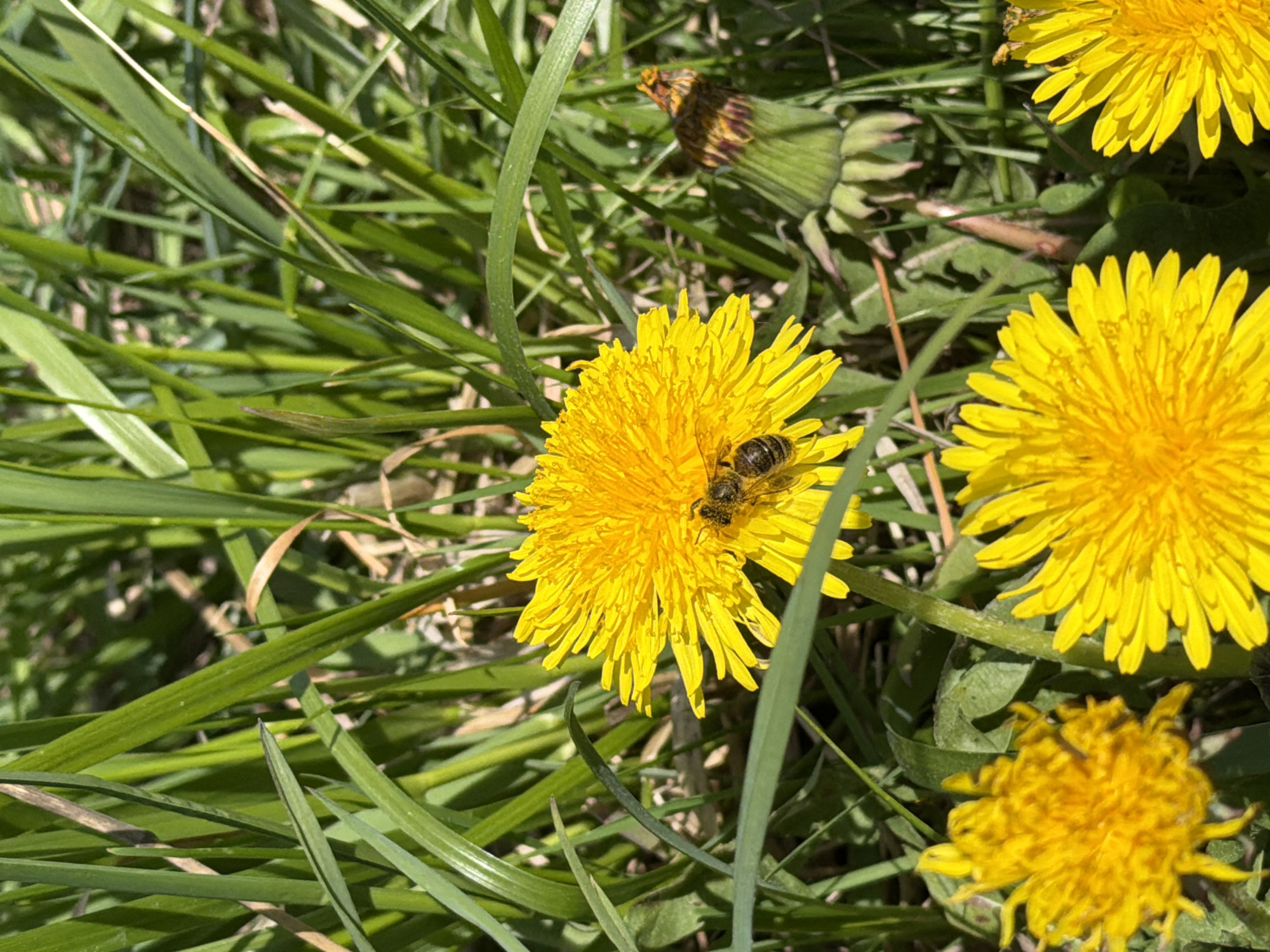 The scene appears to be an unmanicured area of grass interspersed with dandelions. The location, Tokkari-Lend, Russia, is not verifiable from the image. The foreground is dominated by blades of green grass, some slightly browned. Amidst the grass, there are four dandelions in various stages of bloom. The main dandelion, centrally positioned, features a bee on its flower head. Two other dandelions are also in full bloom, their yellow petals prominent. One dandelion is a spent flower head with the developing seed ball exposed. The environmental conditions seem to indicate a sunny day.