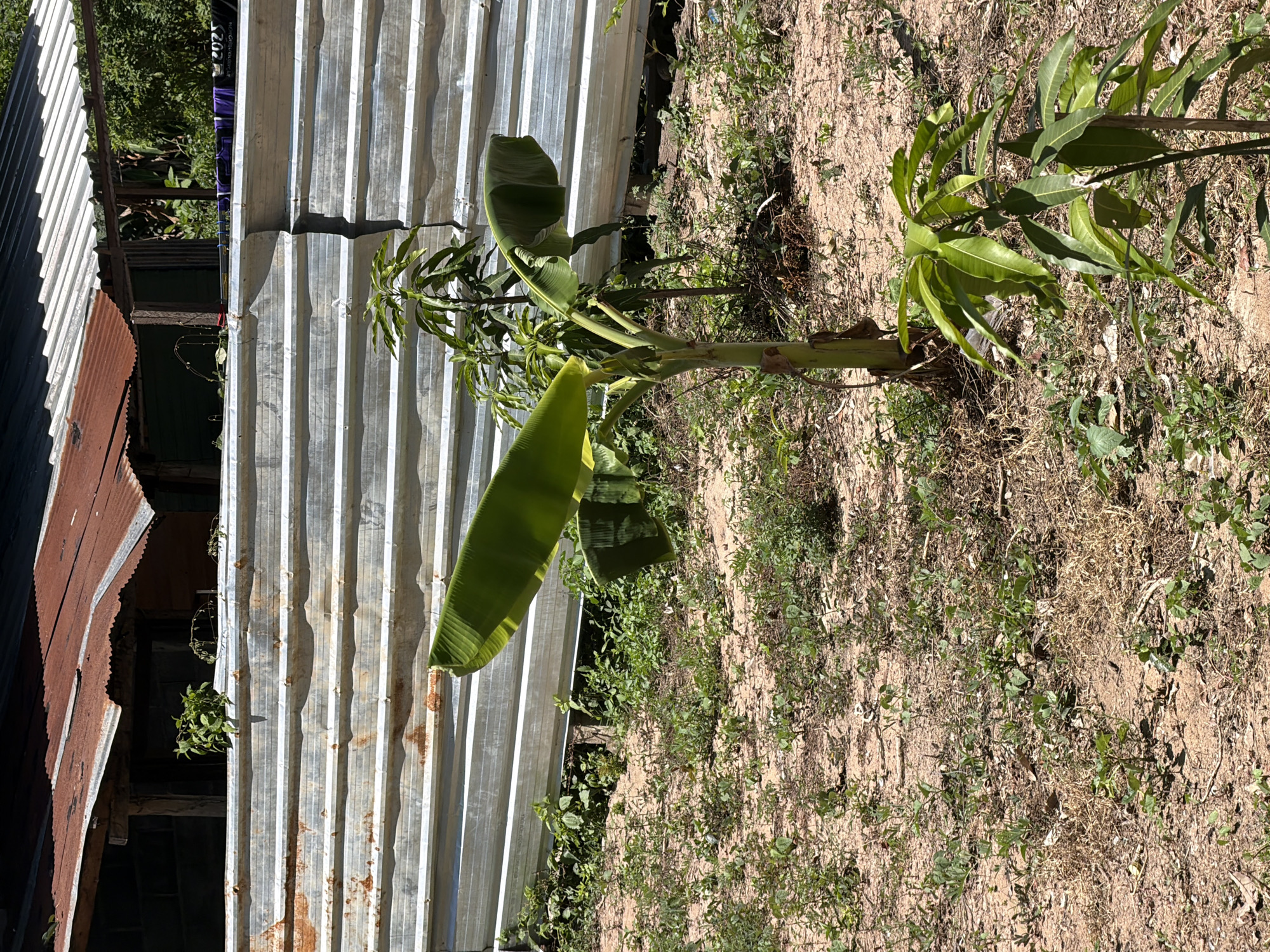 A small, immature banana tree stands in sandy soil with sparse vegetation, directly in front of a corrugated metal fence. Behind the fence, a rustic structure with a rusty metal roof is visible. In the foreground, to the right of the banana tree, a young mango tree grows. The scene appears to be an outdoor area in Baan Bo Phut, Thailand.
