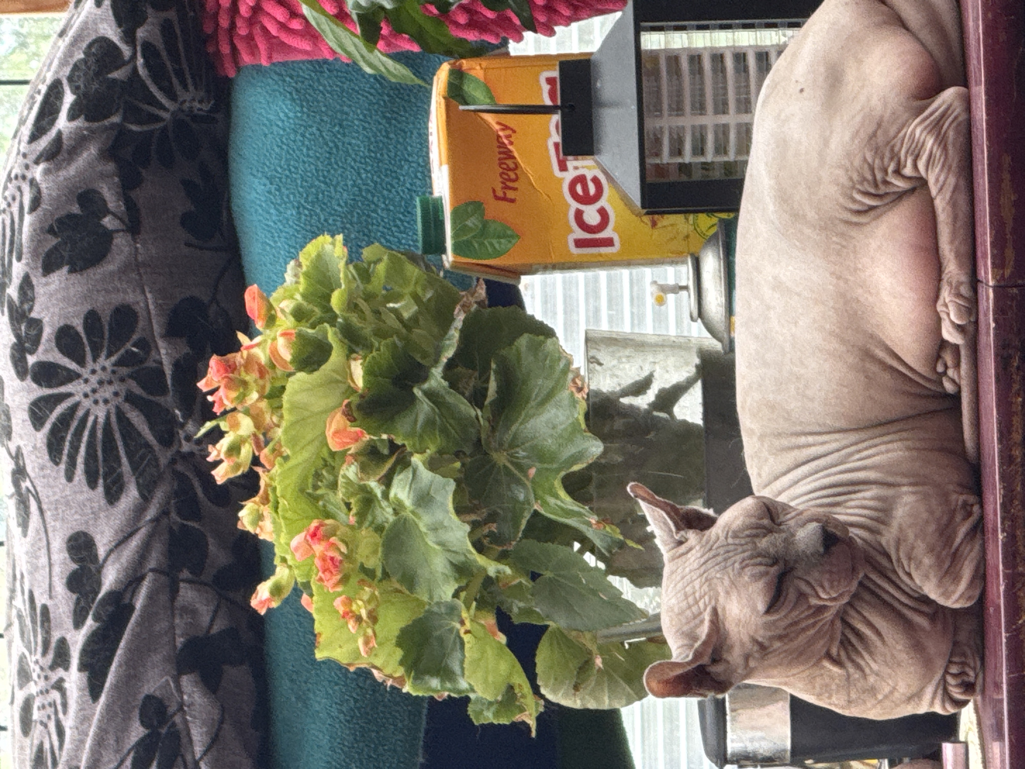 An adult, light brown Sphynx cat is resting on a dark red surface. The cat is lying on its right side, with its head turned to the left and its eyes closed. Its front paws are tucked under its chest, and its hind legs are bent. The cat's skin is wrinkled, and it has large ears.
In the background, there is a potted plant with green leaves and small pink flowers. To the right of the plant is an orange juice carton labeled "Freeway Ice Tea". Next to the juice carton is a black lantern with a visible grate. Behind the cat and the plant, there is a dark gray fabric with a black floral pattern and a teal textured surface. To the far right, a pink, fuzzy object is visible. The scene appears to be indoors, near a window, with natural light illuminating the cat and its surroundings. There are no people visible in the image.