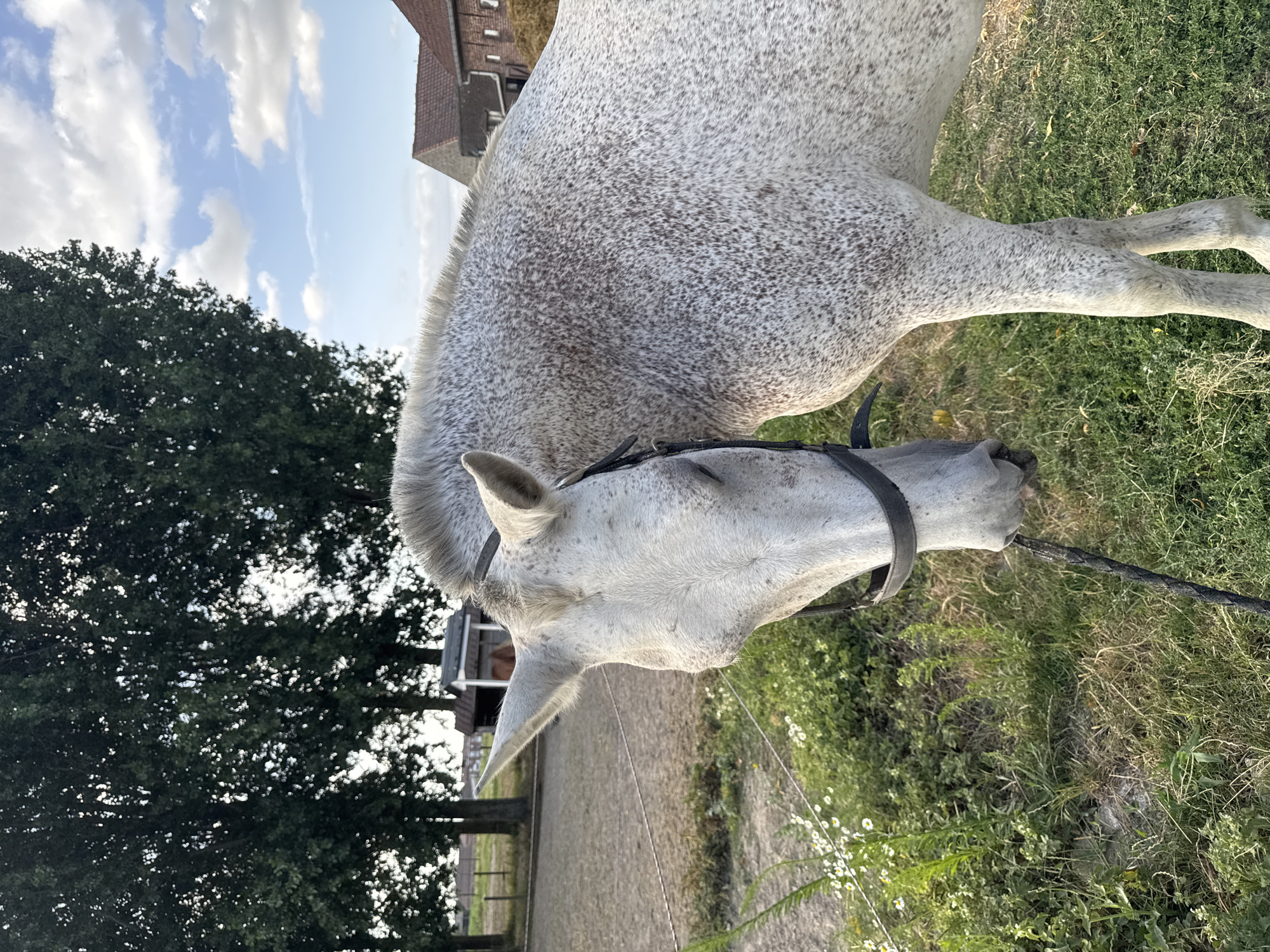 A dappled grey horse stands in a grassy outdoor area, with its head bowed and eyes closed. The horse is wearing a black bridle. In the background, there are trees, a sandy arena, and buildings with red-tiled roofs. The sky is partly cloudy. The location is likely a farm or stable in Estaimpuis, Belgium.