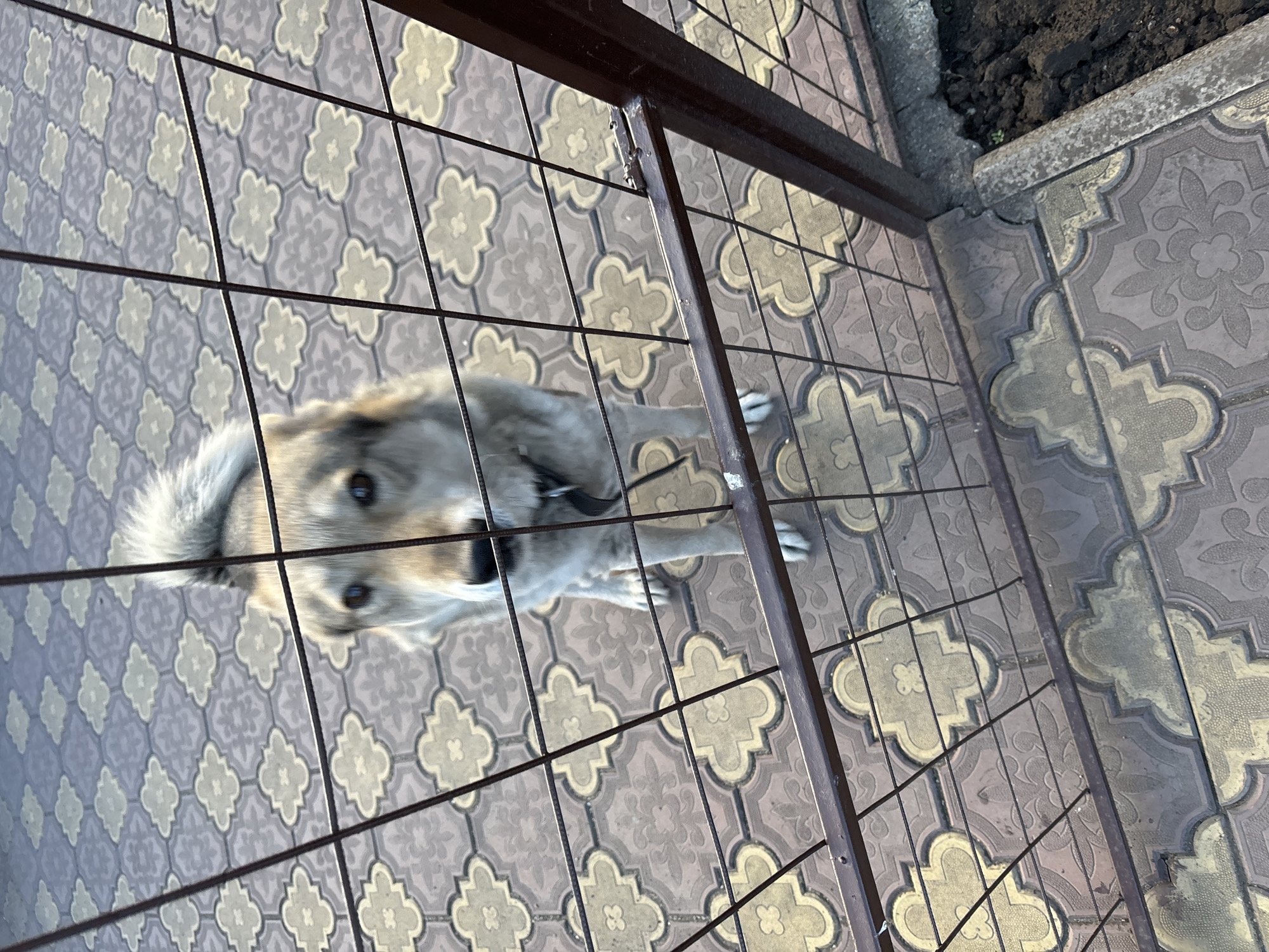A medium-sized, light-brown dog with dark eyes and a fluffy tail stands behind a metal fence on a patterned tile ground. The dog is looking directly at the camera with a curious expression. The fence is made of dark metal bars. The background consists of the patterned tiles, which appear to be a mix of brown and beige. The lighting suggests it is daytime, possibly late afternoon, casting soft shadows. The image appears to have been taken outdoors, in a residential or public area. The location is identified as Chernogorsk, Russia.