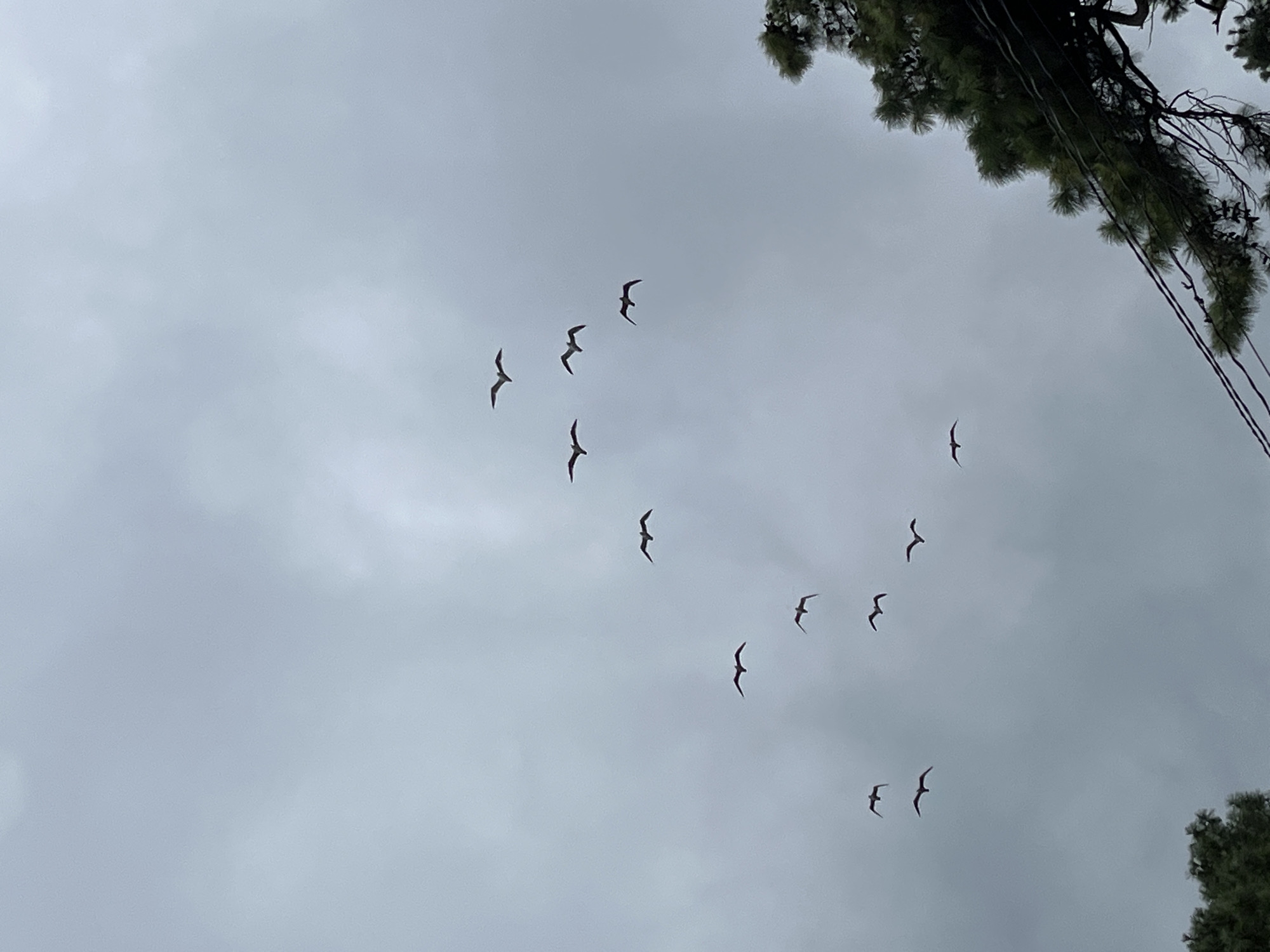 A flock of thirteen birds are in flight against a cloudy, overcast sky. The birds are dark silhouettes with outstretched wings. The bottom right of the image shows a portion of a dark green pine tree and some electrical wires. This scene was captured in Ureki, Georgia.
