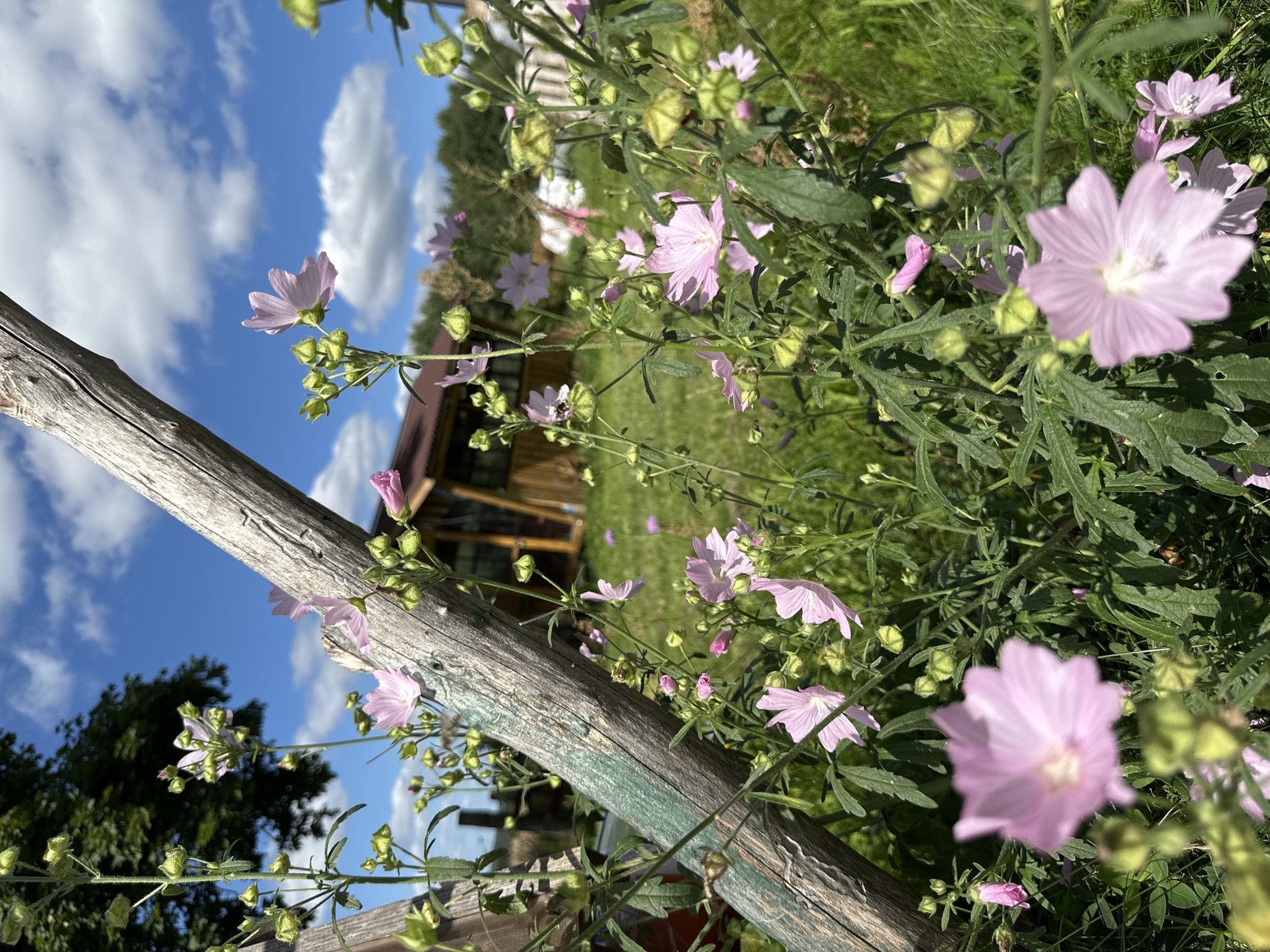 The image depicts a close-up view of pink mallow flowers blooming in a garden setting, likely in Norviliškės, Lithuania. The flowers are in various stages of bloom, with some fully open and others still in bud. They are characterized by their delicate petals and are surrounded by lush green foliage and grassy ground cover. In the background, a wooden structure, possibly a shed or a small building, is visible, along with trees and a partly cloudy blue sky. A weathered wooden pole, possibly a fence post or part of a garden structure, runs diagonally through the foreground, partially obscuring the flowers. The overall scene suggests a peaceful, natural environment on a sunny day. There are no people or animals clearly identifiable in the image.