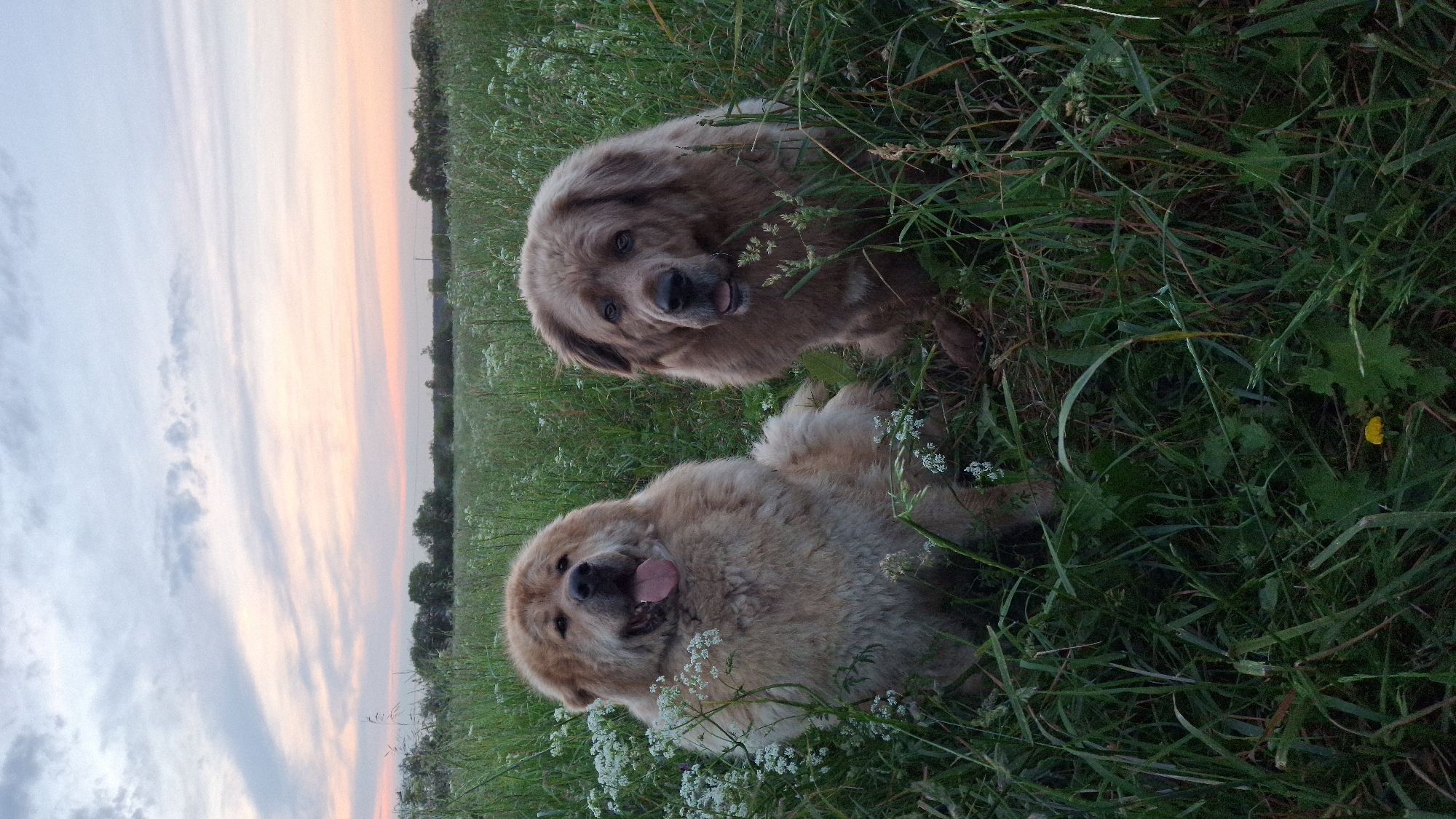 Two large, fluffy dogs, one a lighter tan color and the other a darker brown, sit in a field of tall green grass and white wildflowers. The lighter dog is on the left, facing forward with its tongue hanging out. The darker dog is on the right, also facing forward. The sky above is a soft blend of pink, orange, and blue, with wispy clouds, suggesting a sunset or sunrise. Trees line the horizon in the background. The scene appears to be in a rural or natural setting.