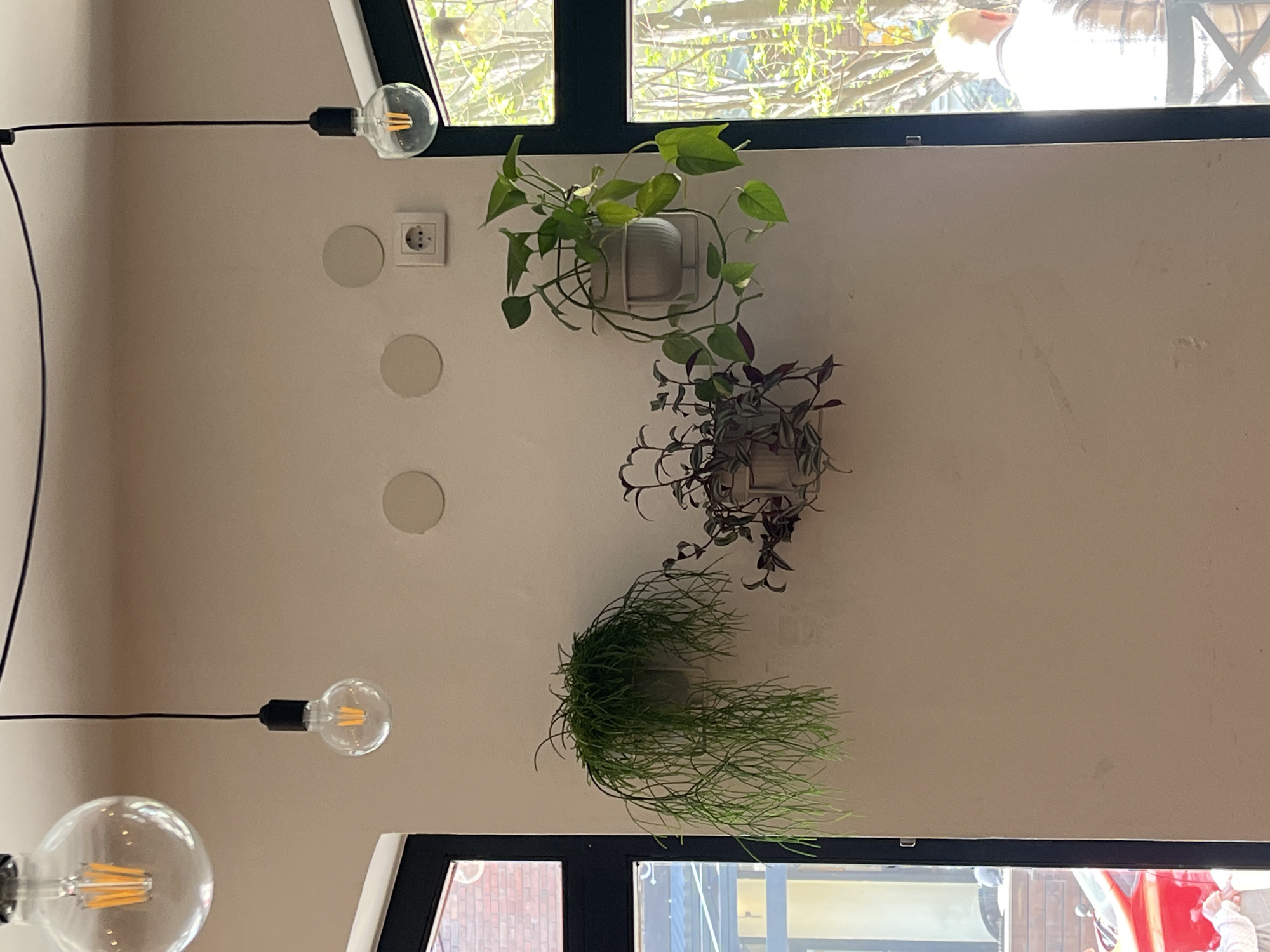 A low-angle indoor shot depicts a section of a wall in what appears to be a room in Novi Sad, Serbia. Three potted plants are affixed to the wall. From top to bottom, the first plant has heart-shaped leaves. The second plant features a mix of green and purple foliage. The third plant has thin, grass-like leaves. A European-style power outlet is visible above the top plant. Three circular recesses are positioned between the outlet and the bottom-most plant. Two Edison-style light bulbs on a black cable are suspended from the ceiling. Windows are located near the top and bottom of the image. Part of a building is visible through the bottom window. People and other objects are visible through the top window. The overall impression is of a contemporary interior space.