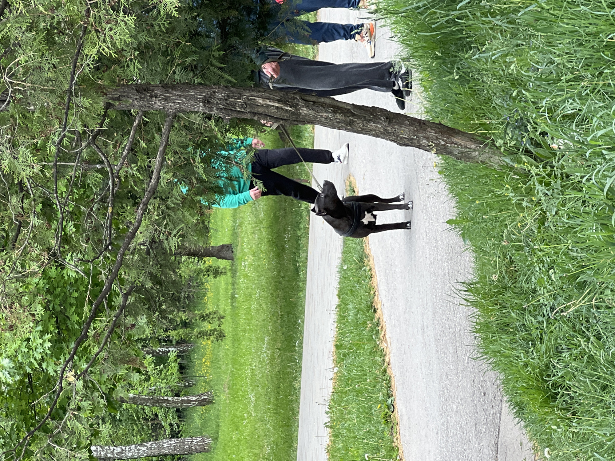 A park in Ternopil, Ukraine. A person wearing a green hoodie and black pants walks a black dog on a leash along a paved path. Another person in dark clothing walks behind them. Trees line the path and the grass is green.