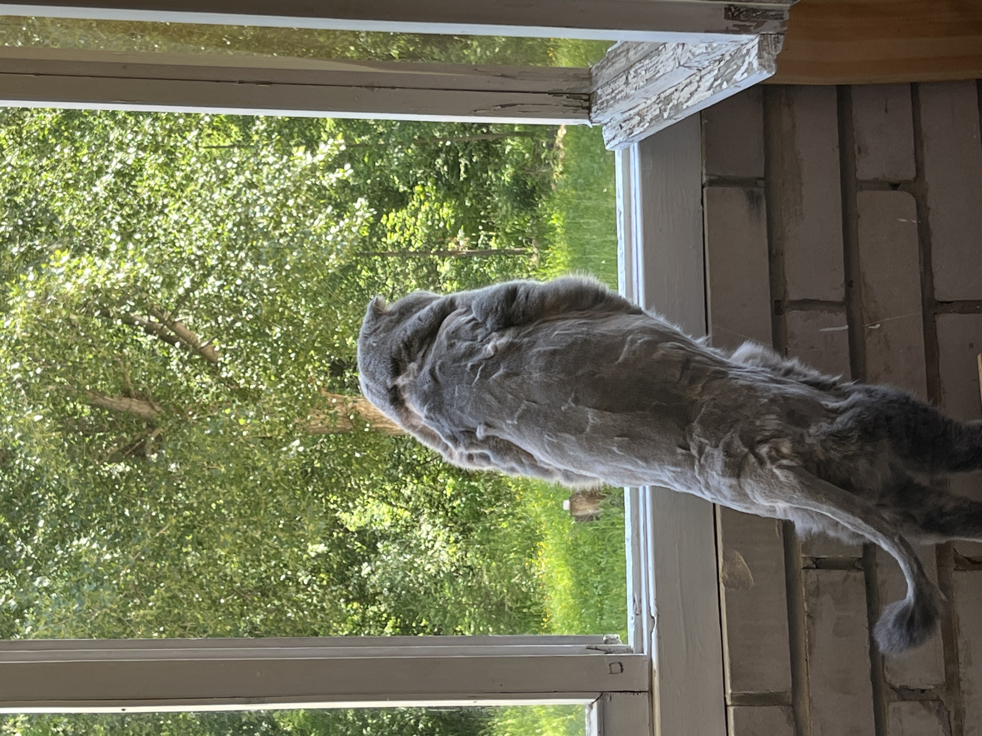 A grey cat with a shaved coat is standing on its hind legs and looking out a window. The cat is positioned in the foreground of the image, with its back to the camera. The window looks out onto a lush green landscape with trees and grass. The background is blurred, but it appears to be a natural setting. The cat's fur is short and appears to be unevenly cut, giving it a somewhat scruffy appearance. The cat's tail is long and bushy, and it curls around its body. The cat's ears are perked up, and it appears to be intently focused on something outside the window. The window frame is made of white painted wood, and it is slightly weathered. The sill of the window is also made of wood. The wall below the window is made of light-colored bricks. The image was taken in Chaikovsky, Russia.