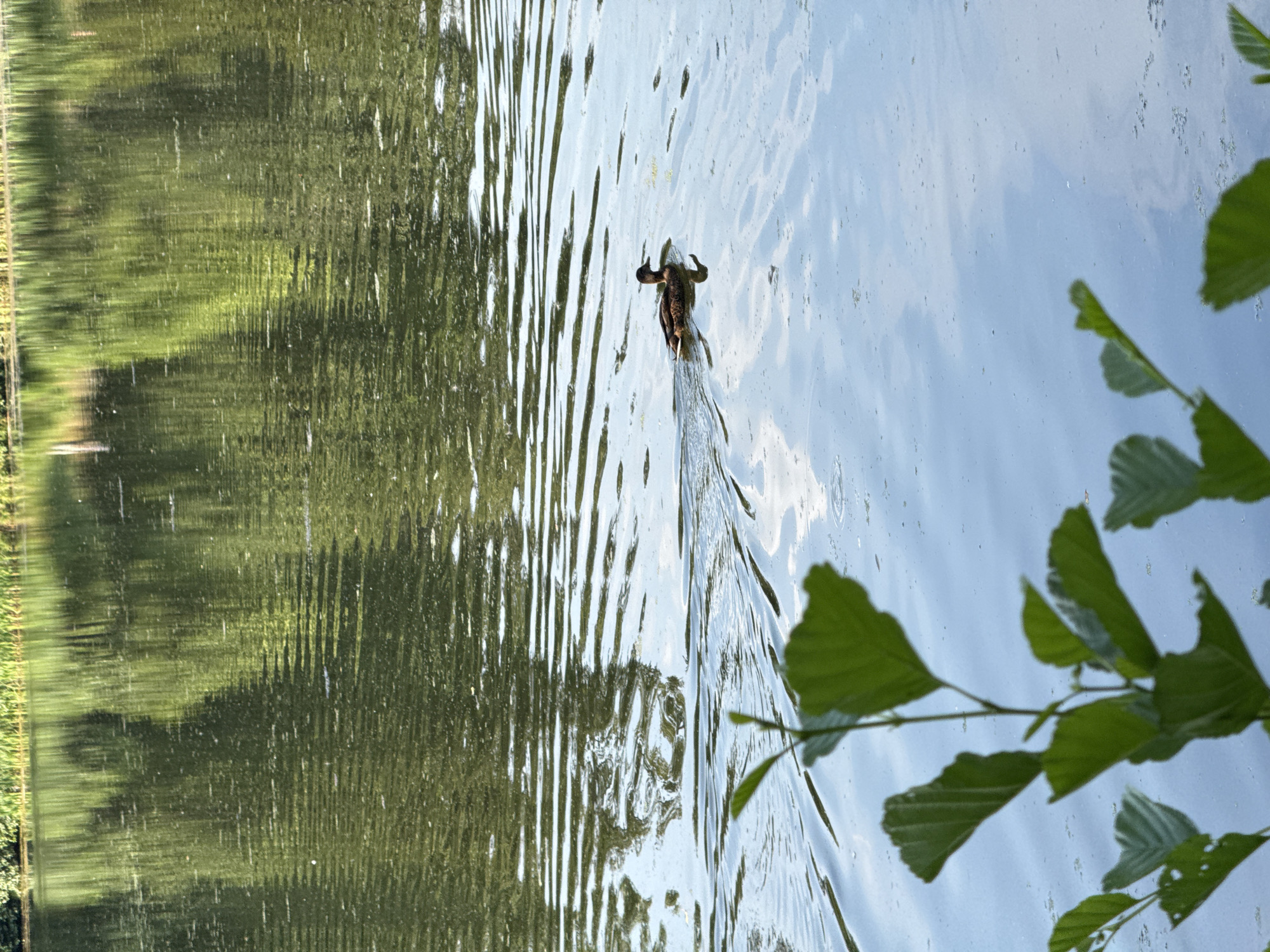 The image shows a tranquil body of water, likely a lake or pond, reflecting the lush green trees and vegetation lining its bank. In the foreground, the leaves of a plant are visible, slightly out of focus, adding a natural frame to the scene. The water's surface is rippled, creating patterns that interact with the reflections. A lone duck is swimming across the water, leaving a gentle wake behind it. The overall impression is one of natural beauty and quiet serenity. The location in Pargolovo, Russia, suggests a park or natural reserve setting within the city.