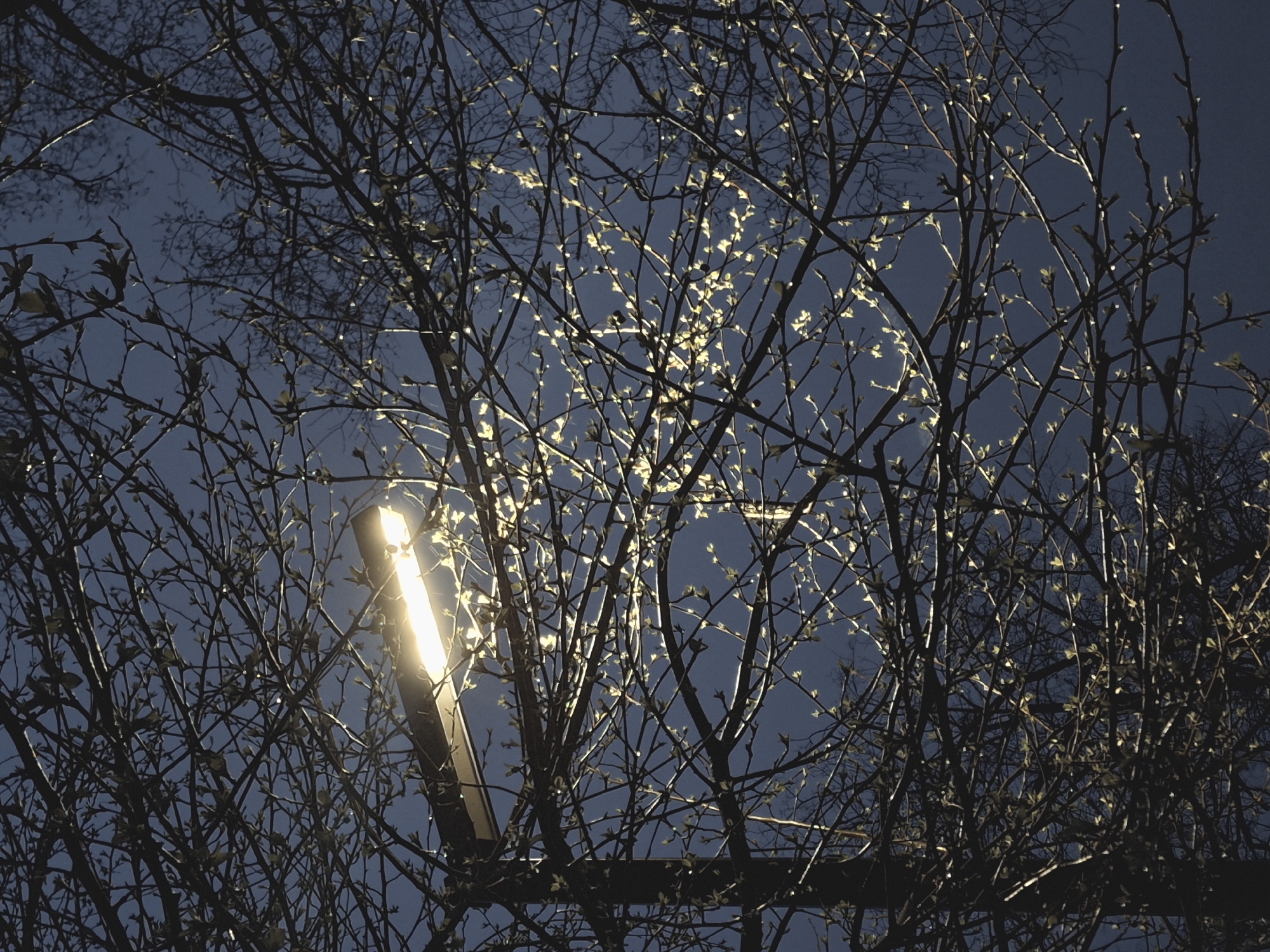 A street light illuminates a tree in Chaikovsky, Russia. The scene is at night, with a dark blue sky visible through the bare branches of the tree. The street light is a vertical rectangular fixture, emitting a bright, white light. The tree is leafless, though small buds are visible on the branches. The branches are intricate and tangled.
